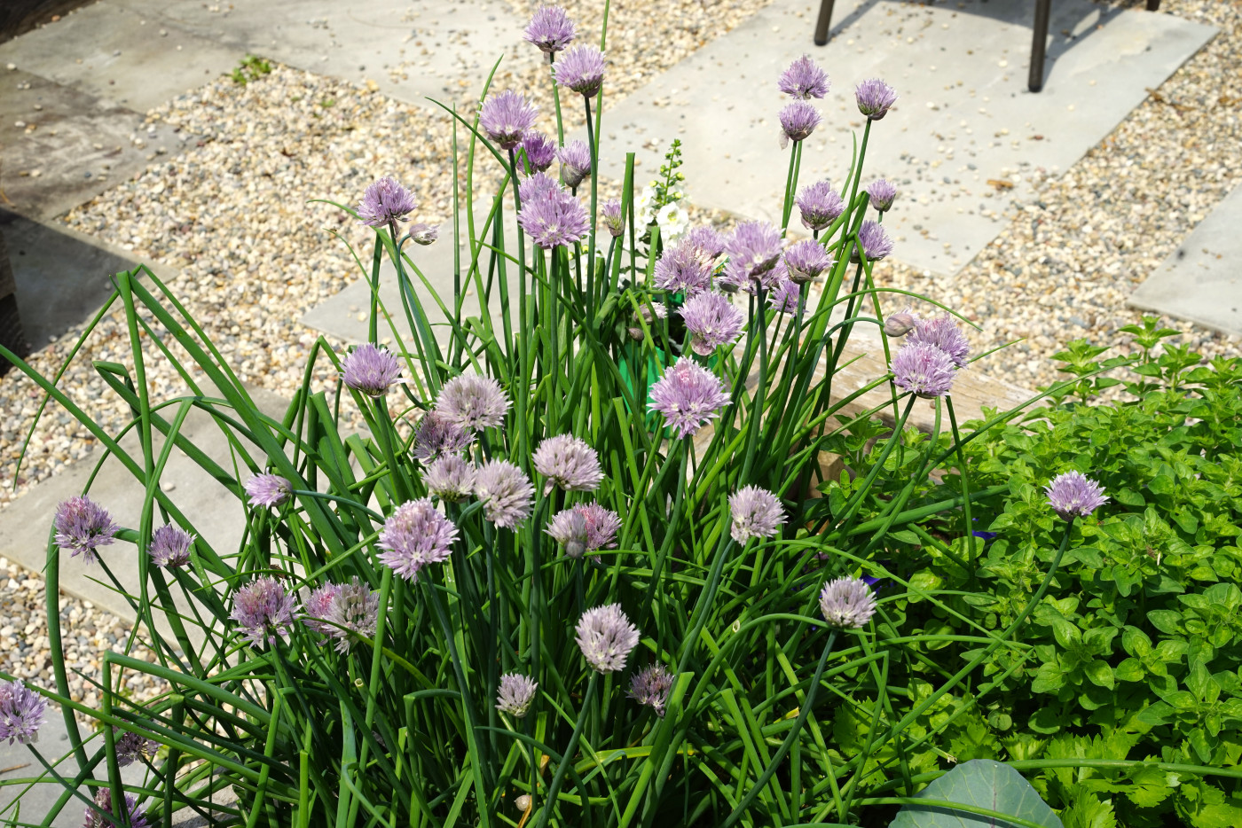 chives growing in raised bed