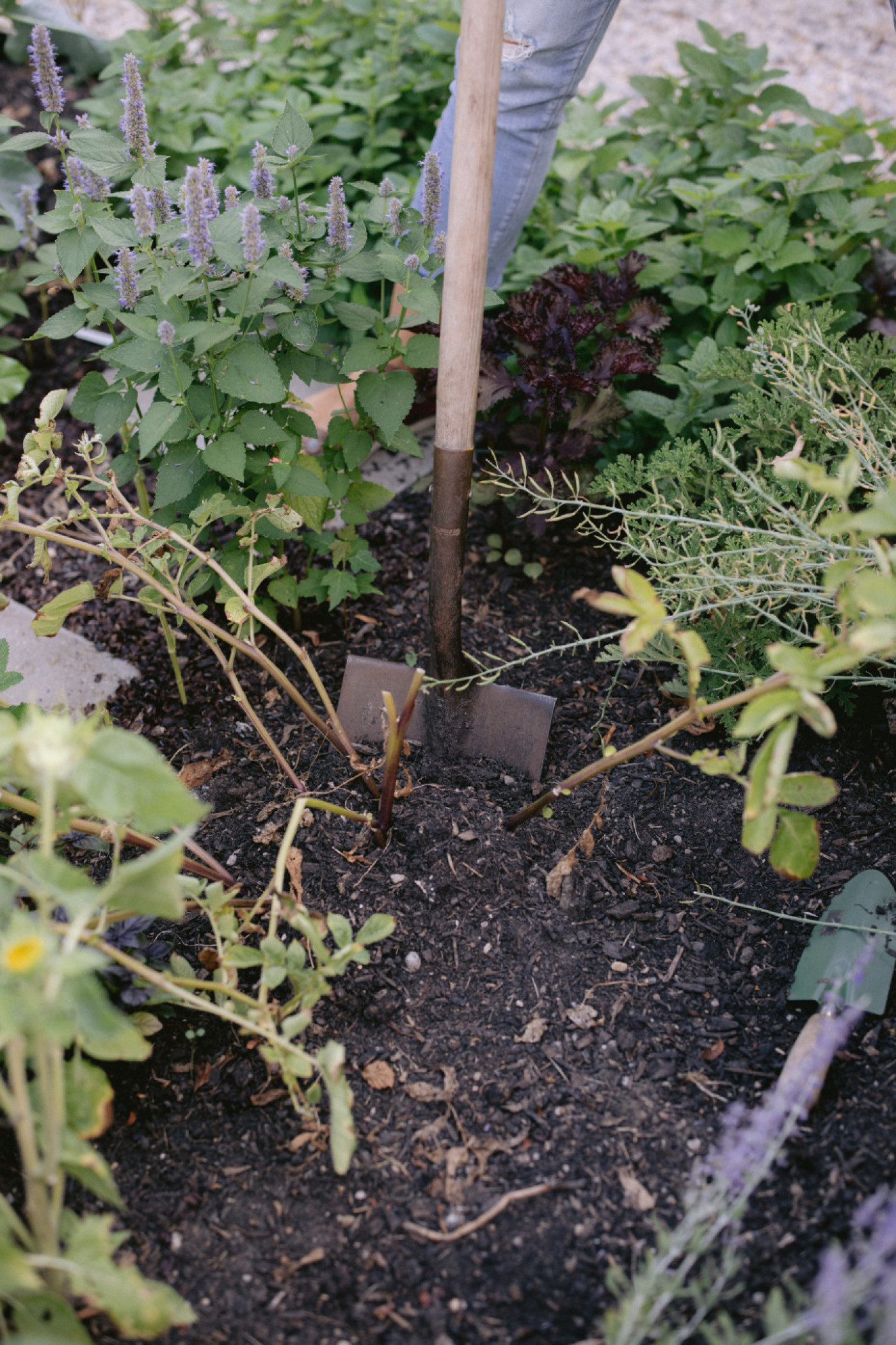 When to Pick Potatoes