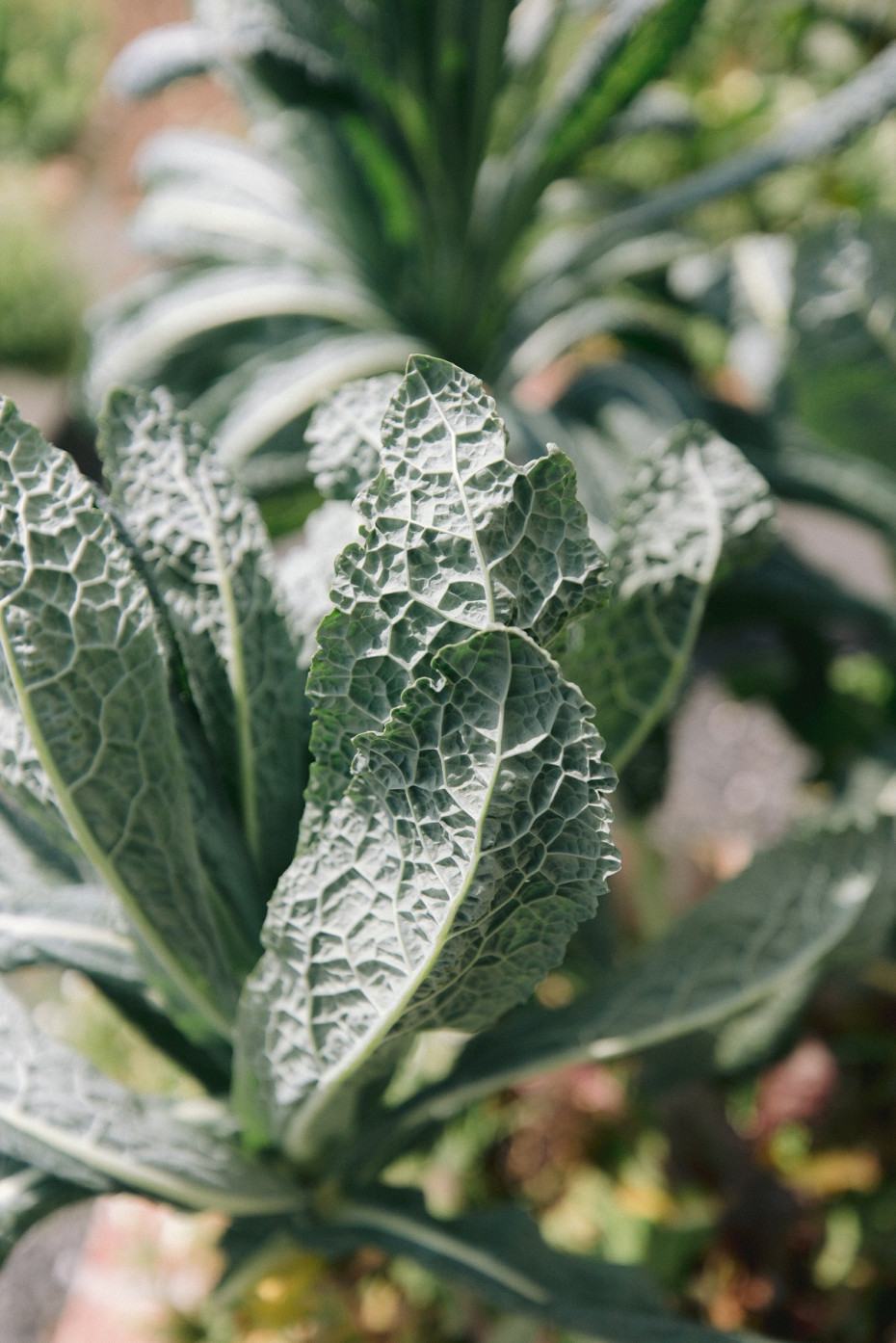 How to Harvest Kale and Encourage More Leaf Growth • Gardenary