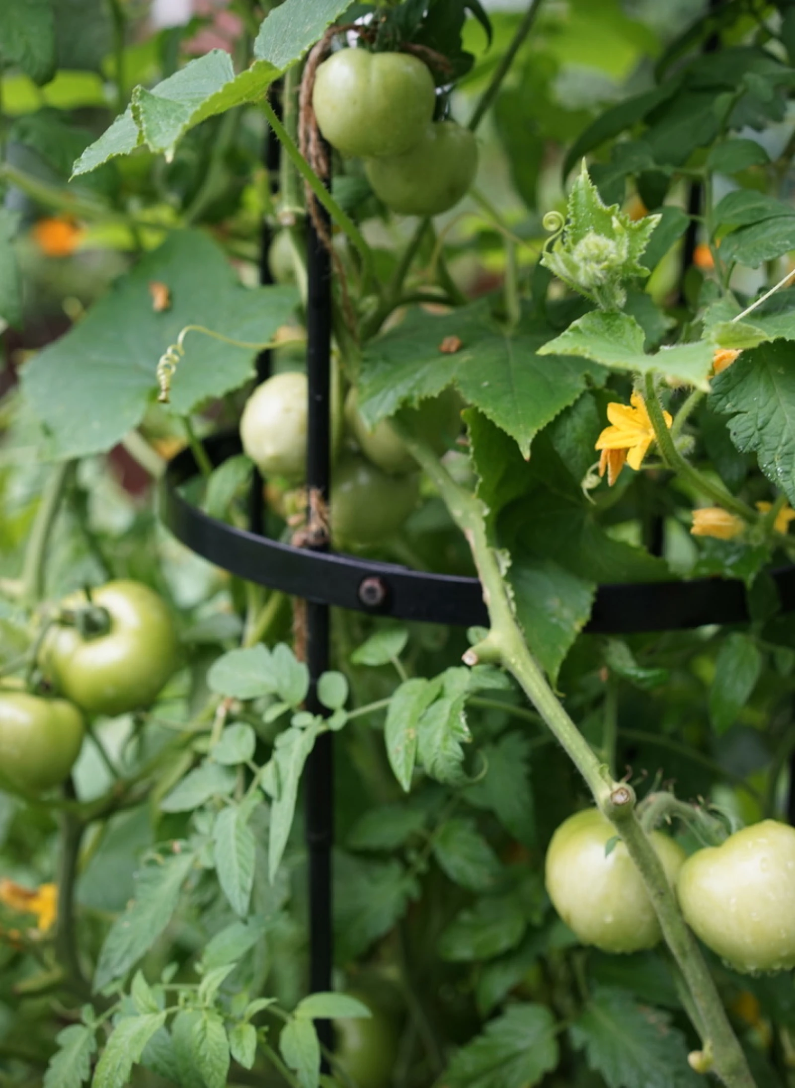 Tomatoes on an obelisk trellis