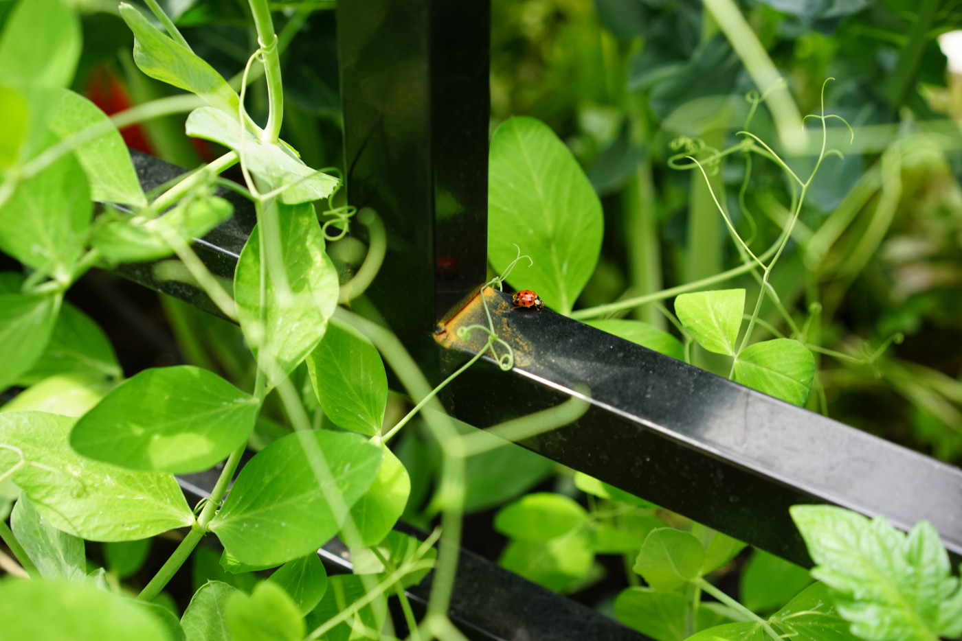 pollinators are affected by pesticides