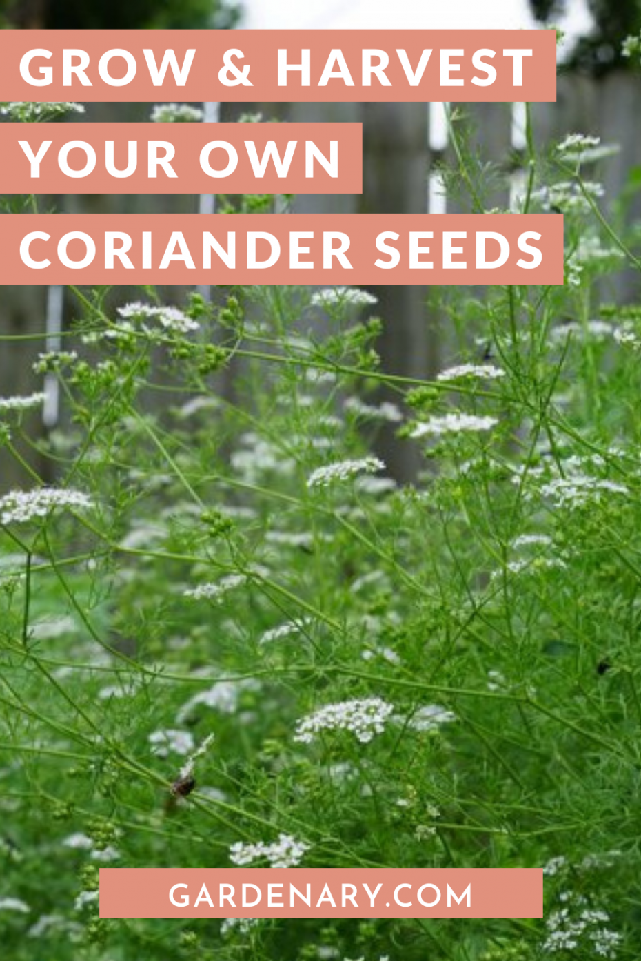 Grow and Harvest Your Own Coriander Seeds • Gardenary