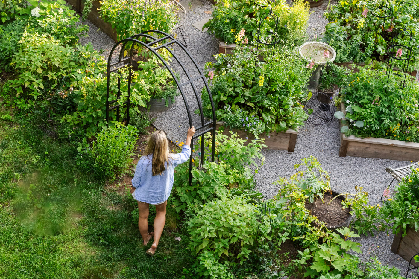 Gardener walking through a lush raised bed garden, touching a black metal arch surrounded by thriving vegetables and herbs.