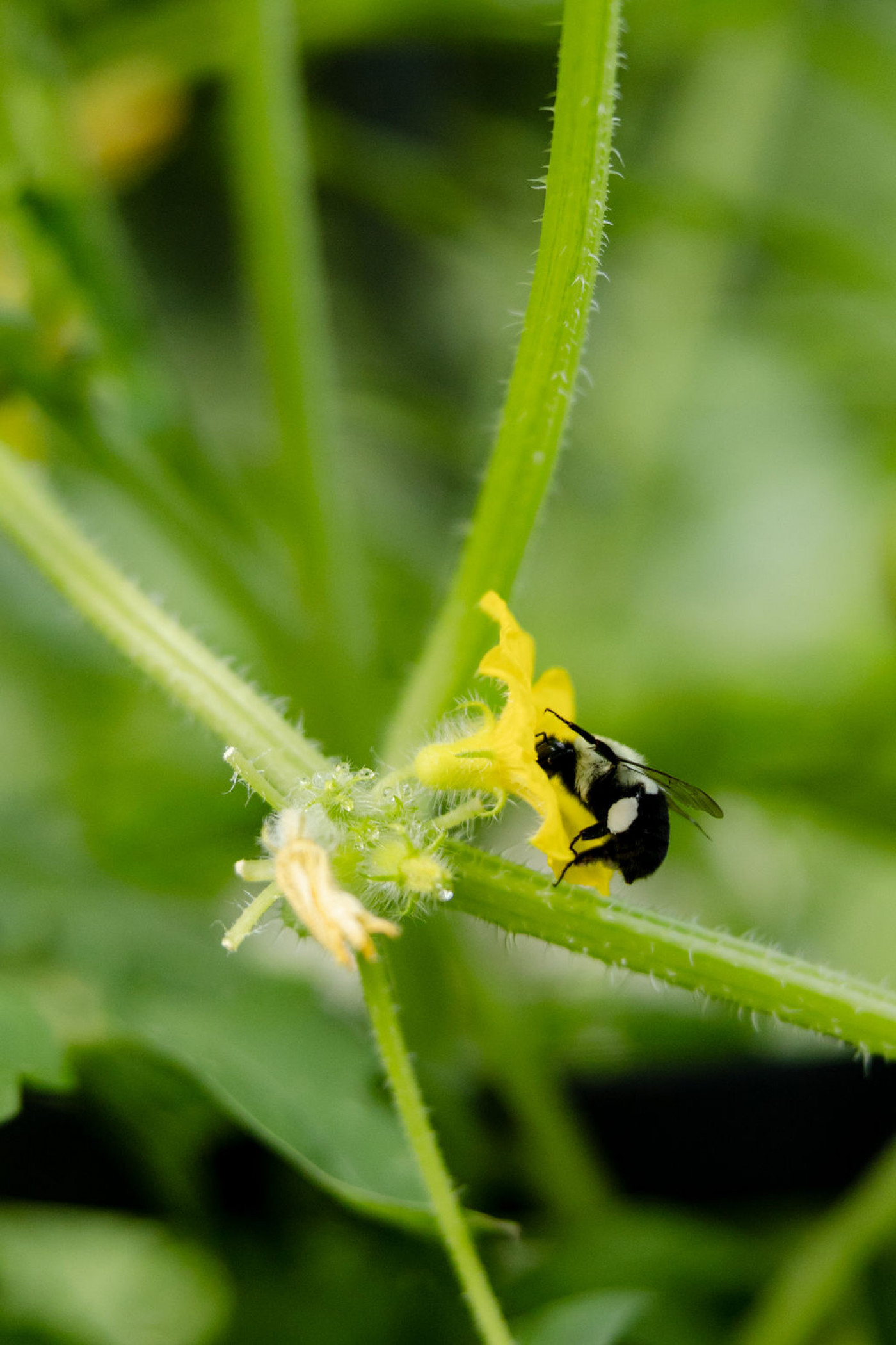 Close-up of a bee pollinating a yellow cucumber flower.