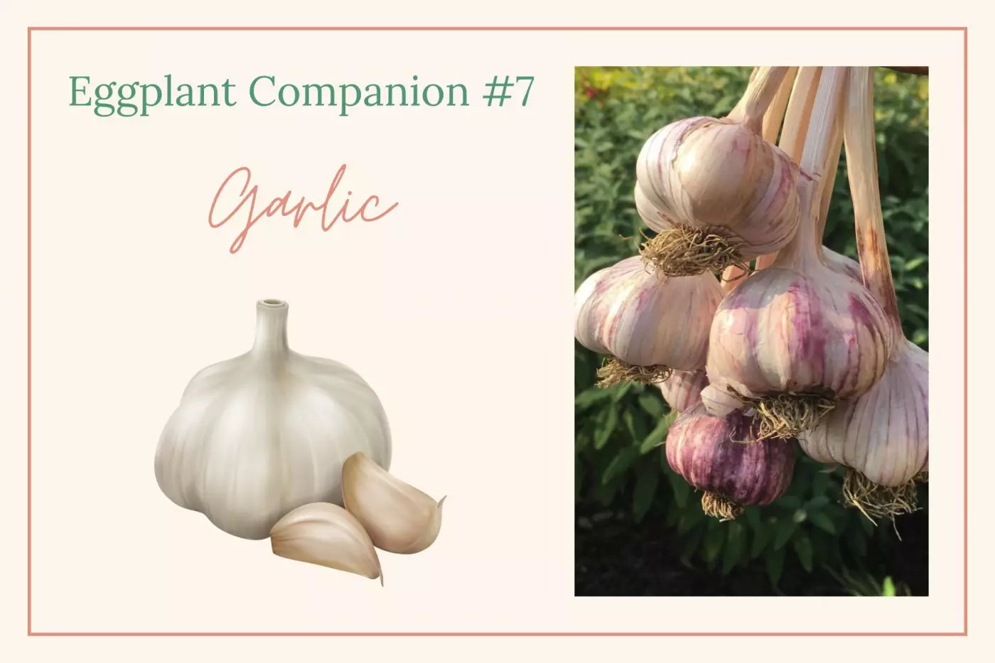 garlic illustration and photo of garlic bulbs