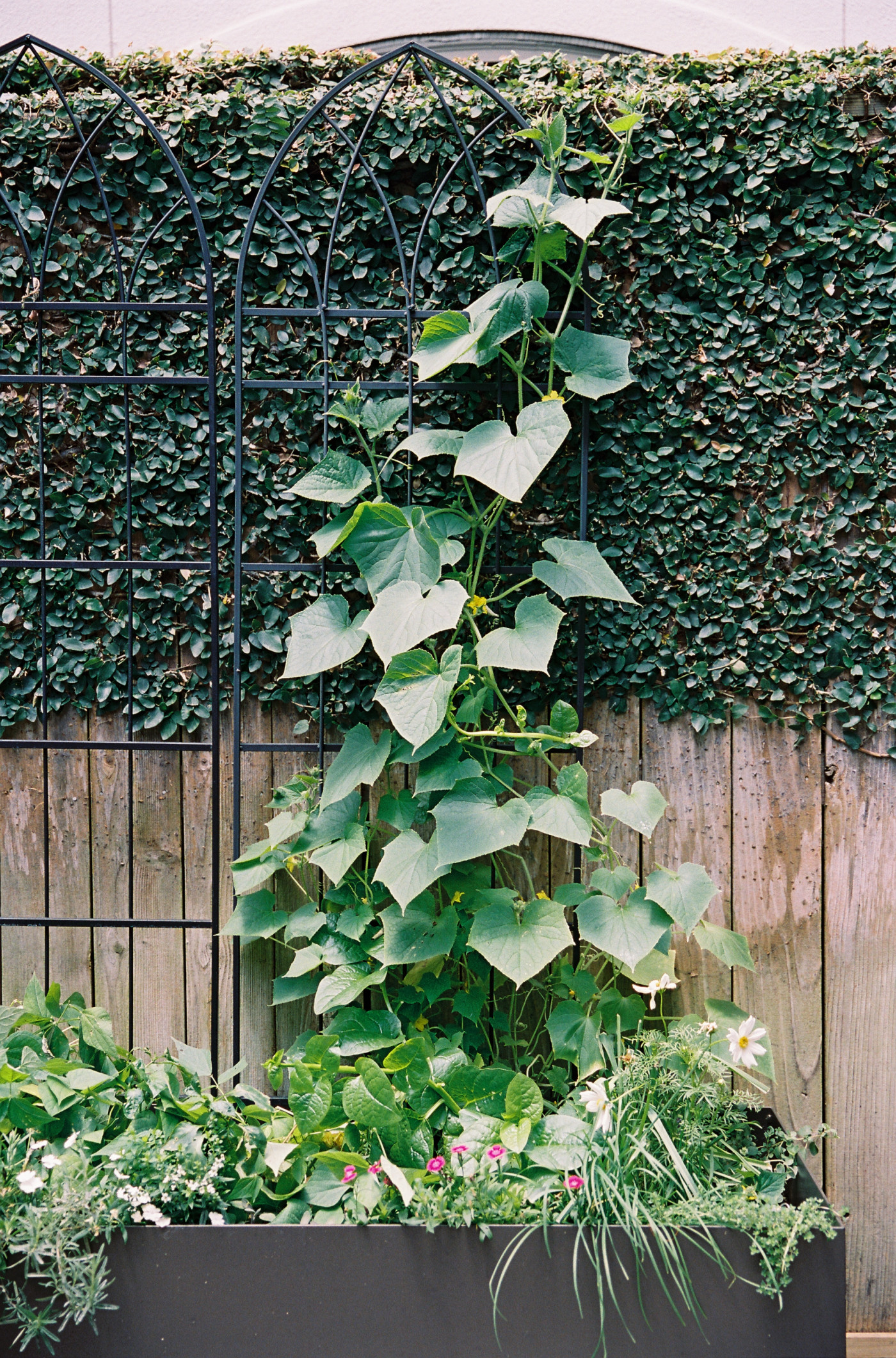 A trellised cucumber plant growing up a panel trellis.