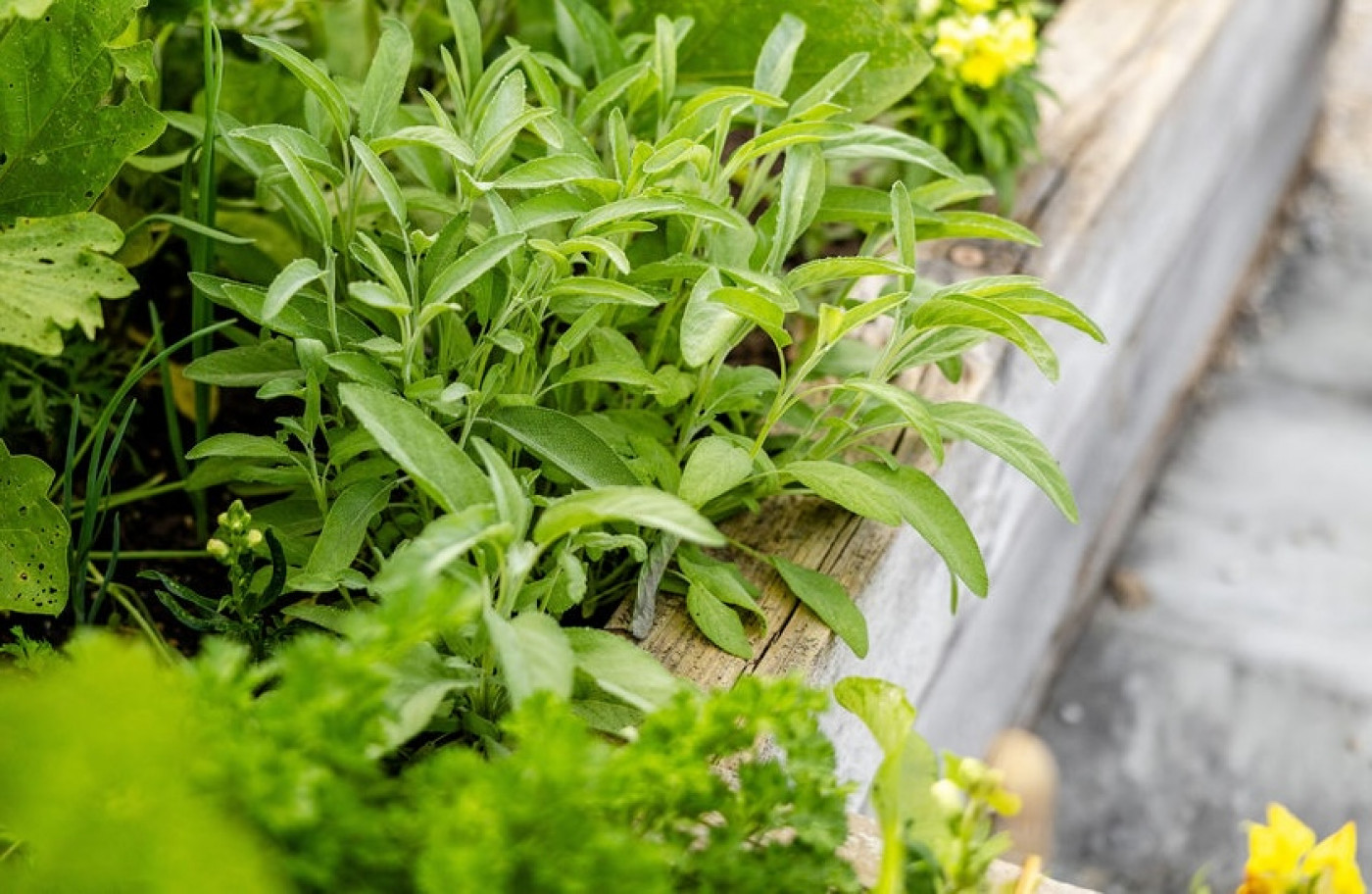 sage growing in raised bed