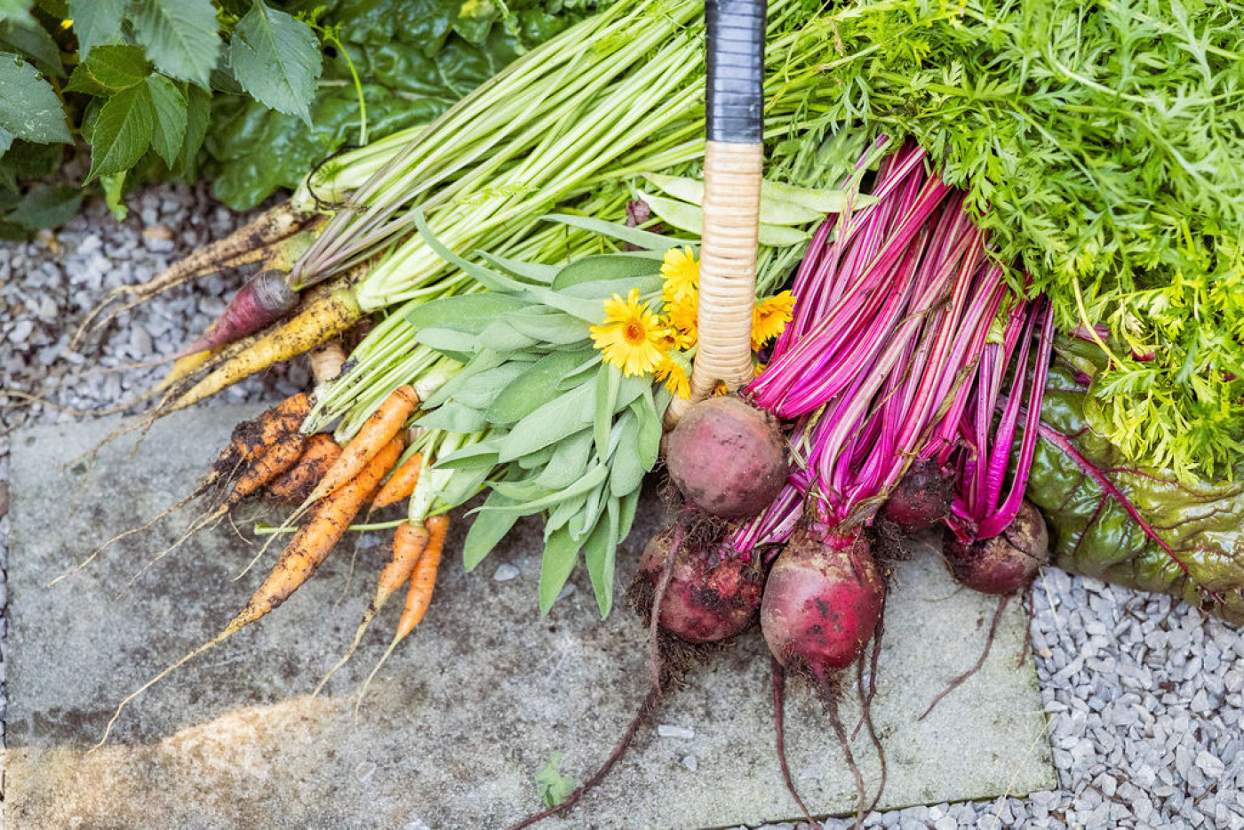 Harvest display of colorful carrots, beets, and herbs arranged with garden flowers and greens on a stone path.