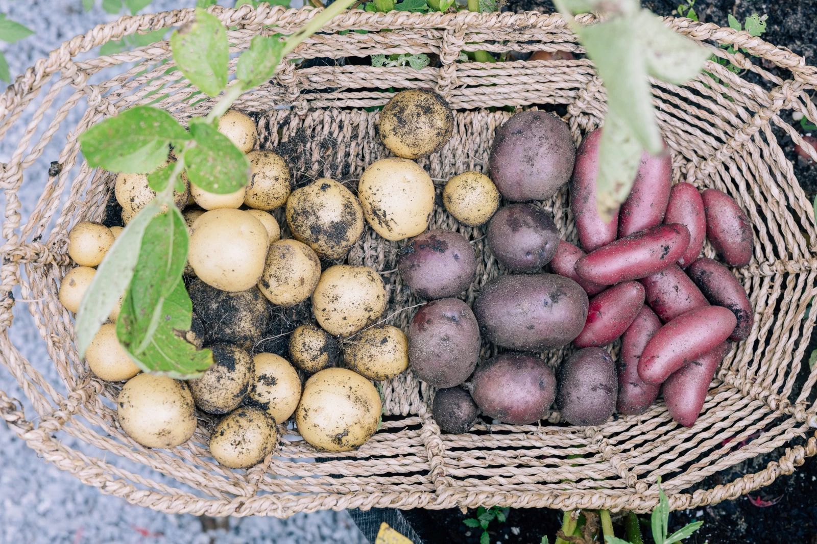 potatoes in a basket