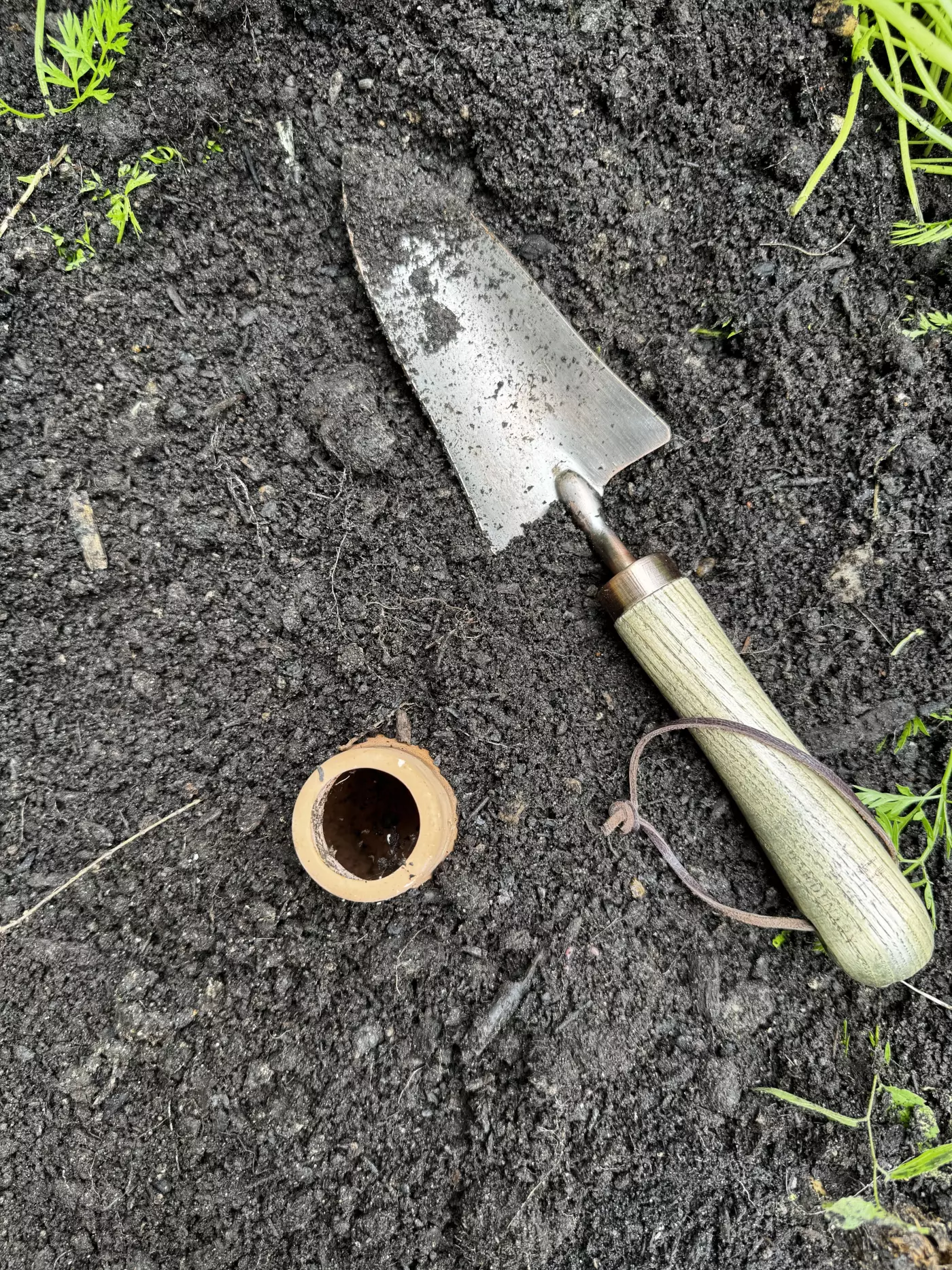an olla completely buried in the garden