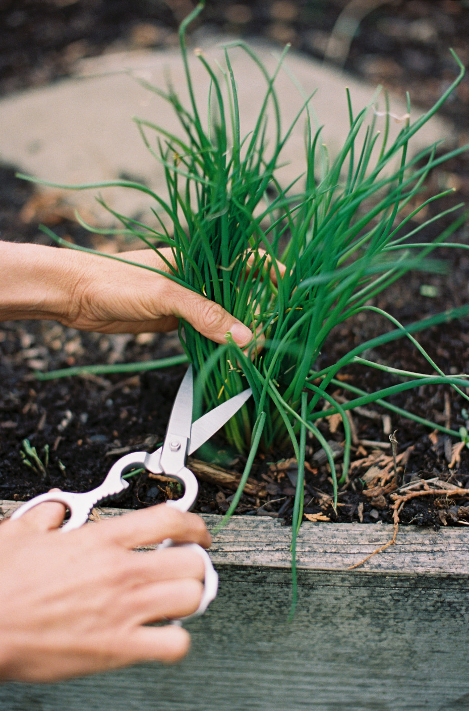 The easiest way to start gardening is to grow chives.