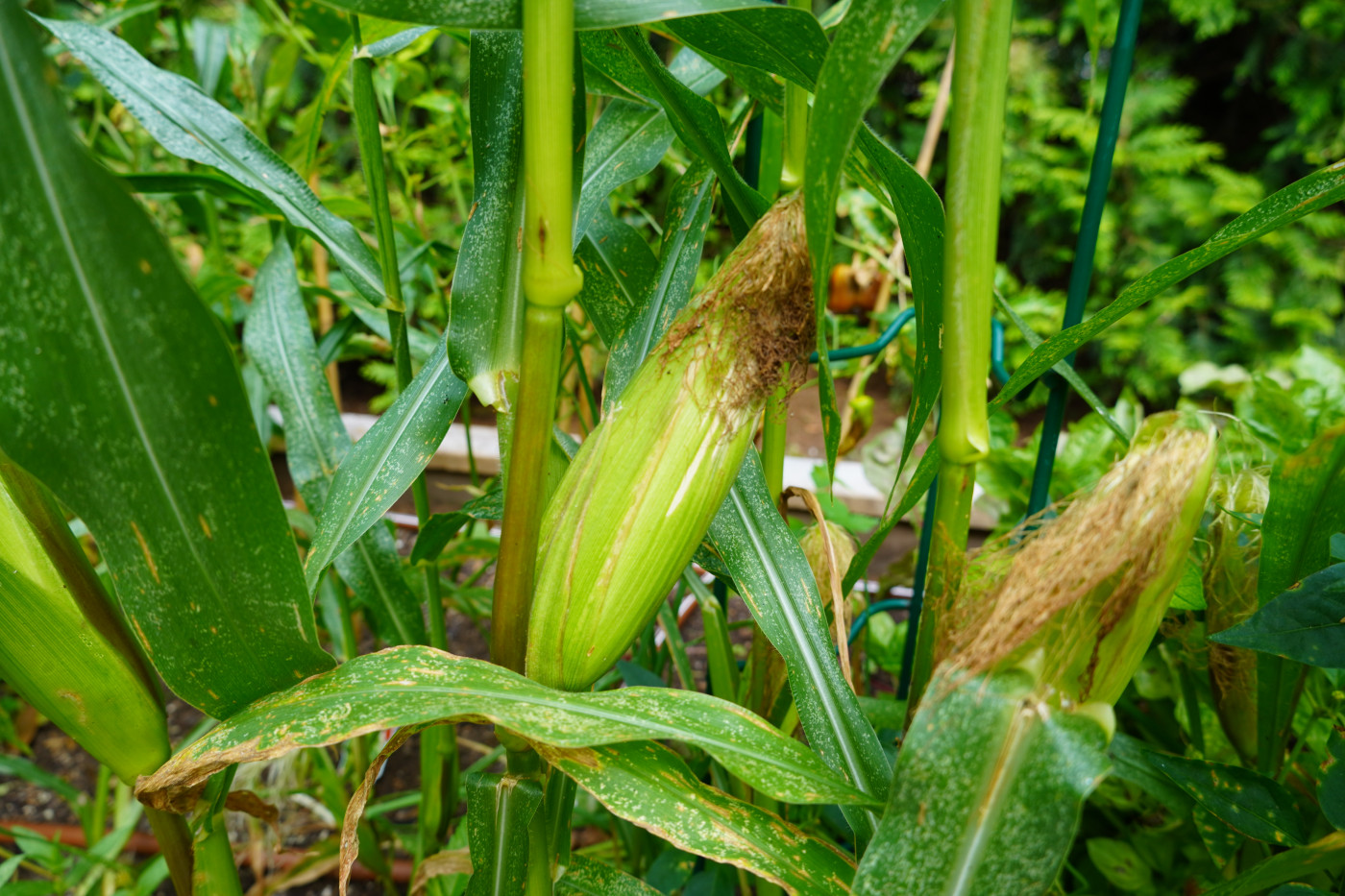 A corn plant growing on a stalk. The corn kernels are not visible.