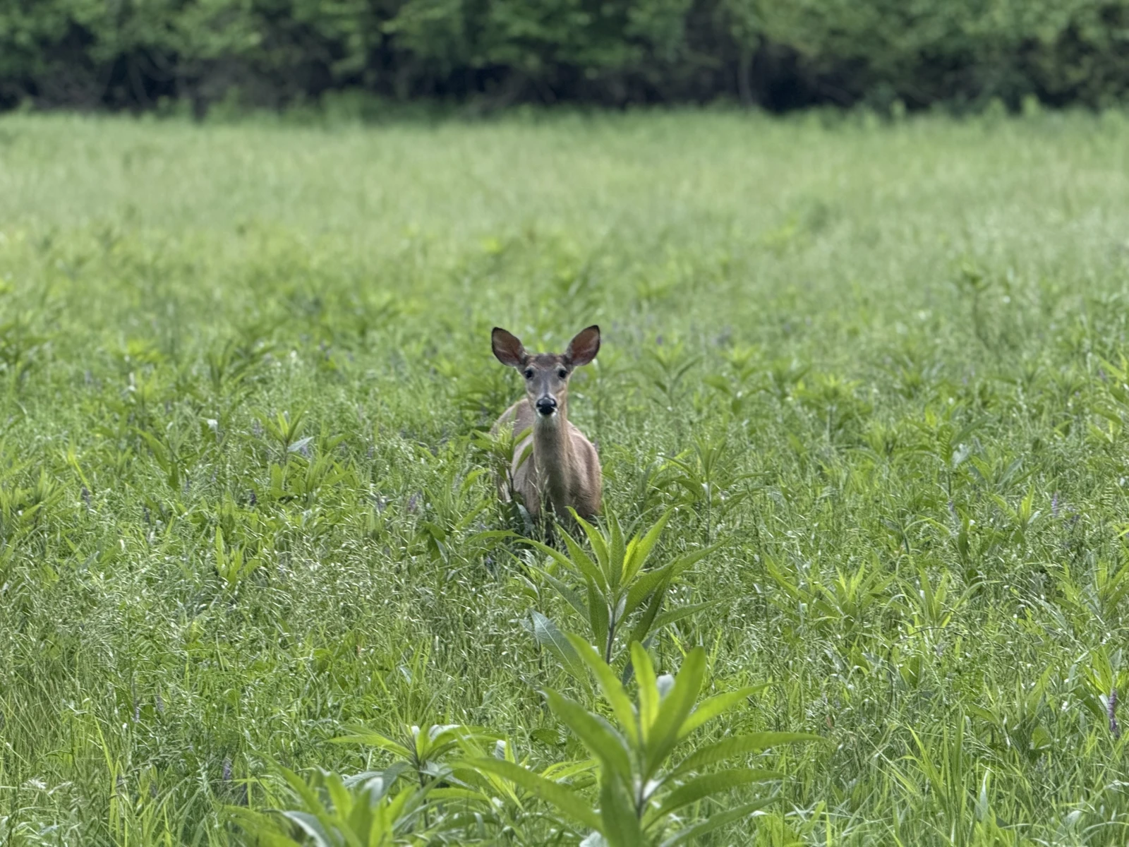 A deer in a field