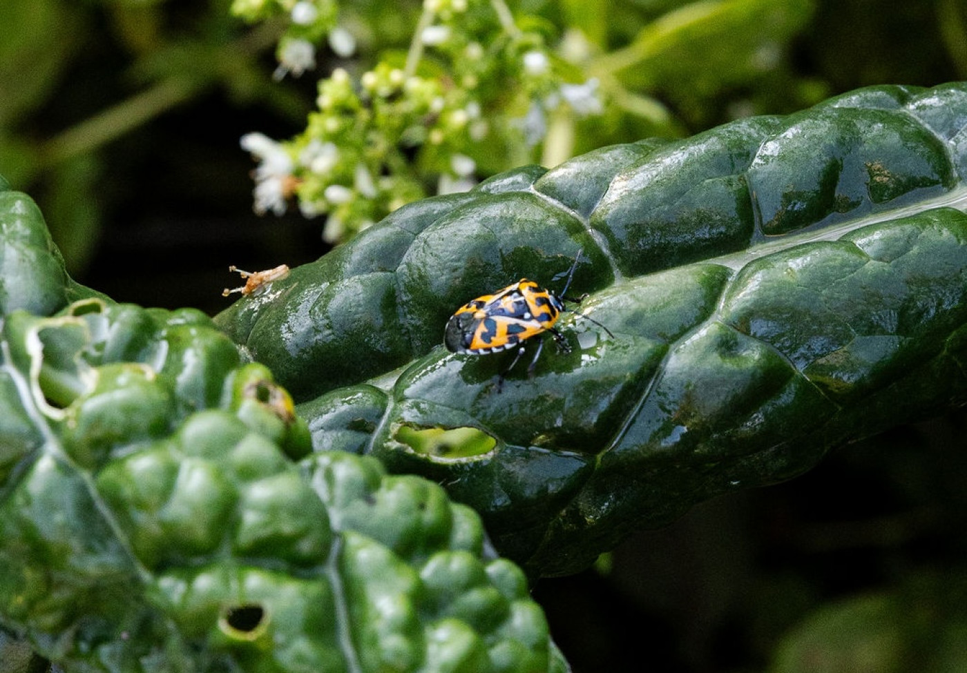 Harlequin bug damage on kale plant