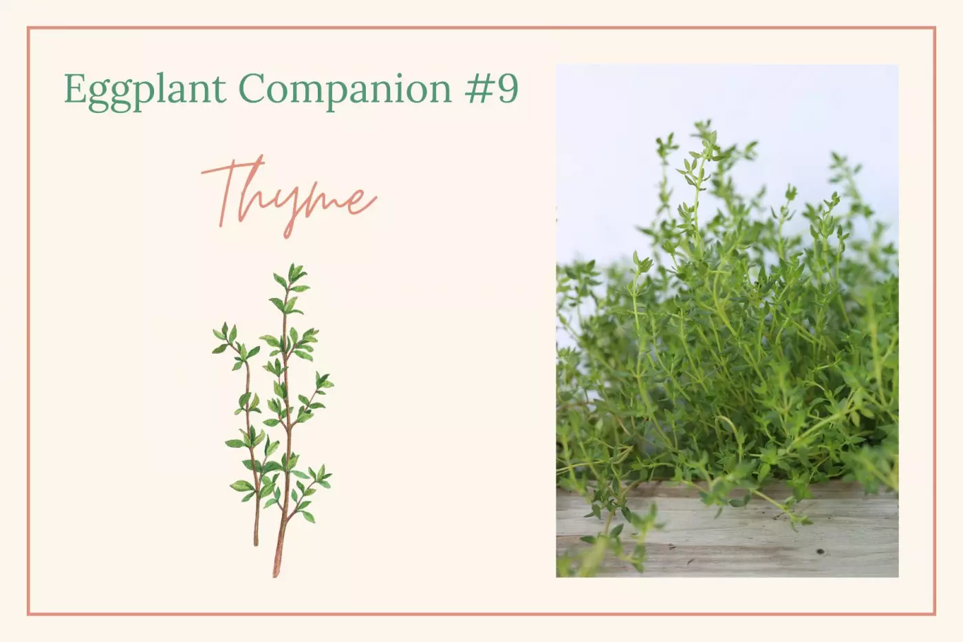 thyme illustration and photo of thyme in a raised bed