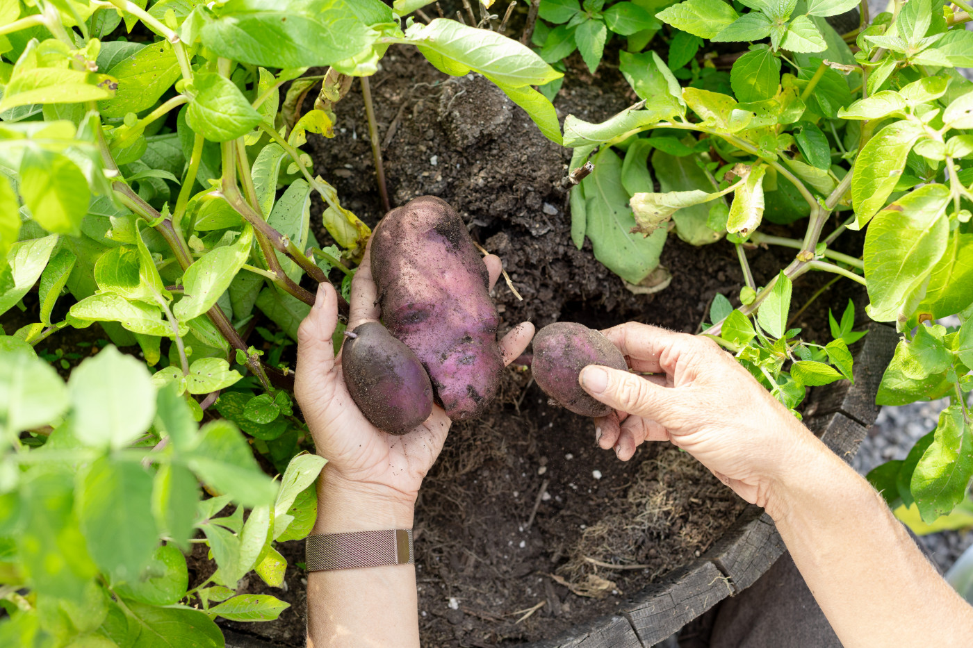 let's harvest potatoes