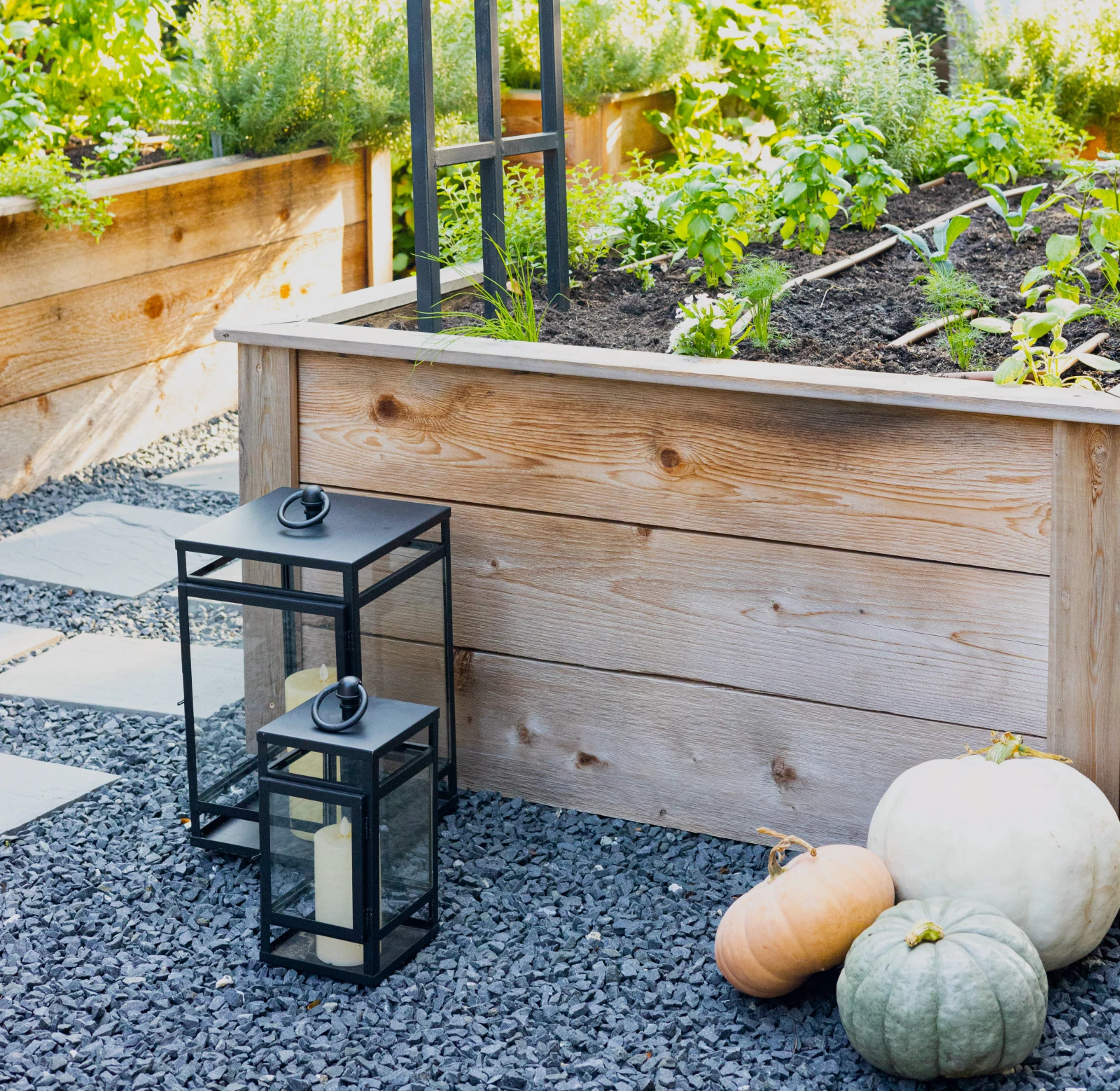 pumpkins in front of a raised bed