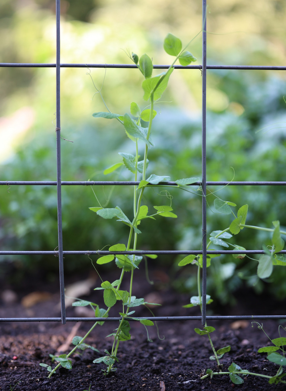 How to Grow Sugar Snap Peas in an Organic Kitchen Garden • Gardenary