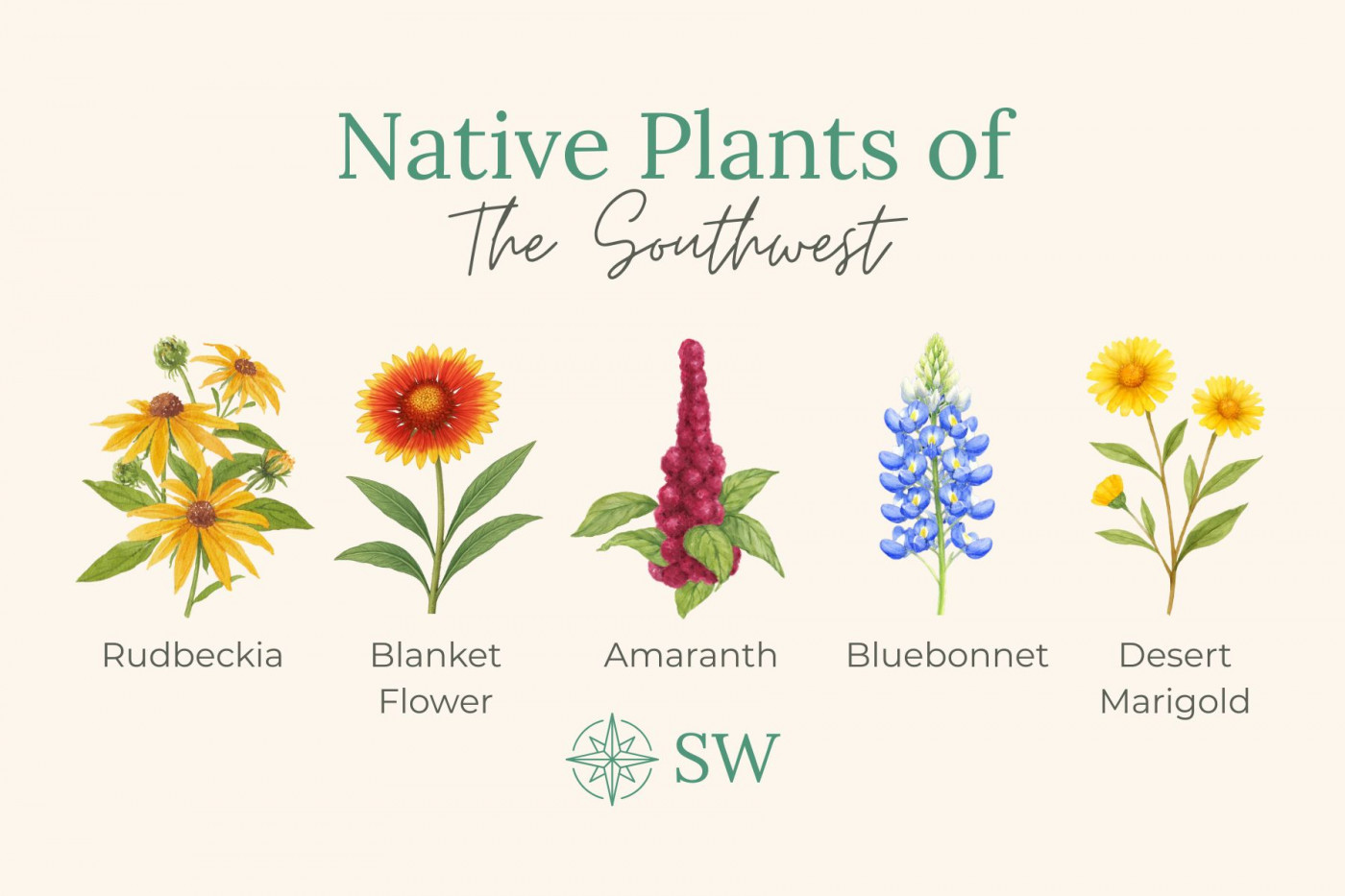 Native plants of the southwest: illustrations of flowers