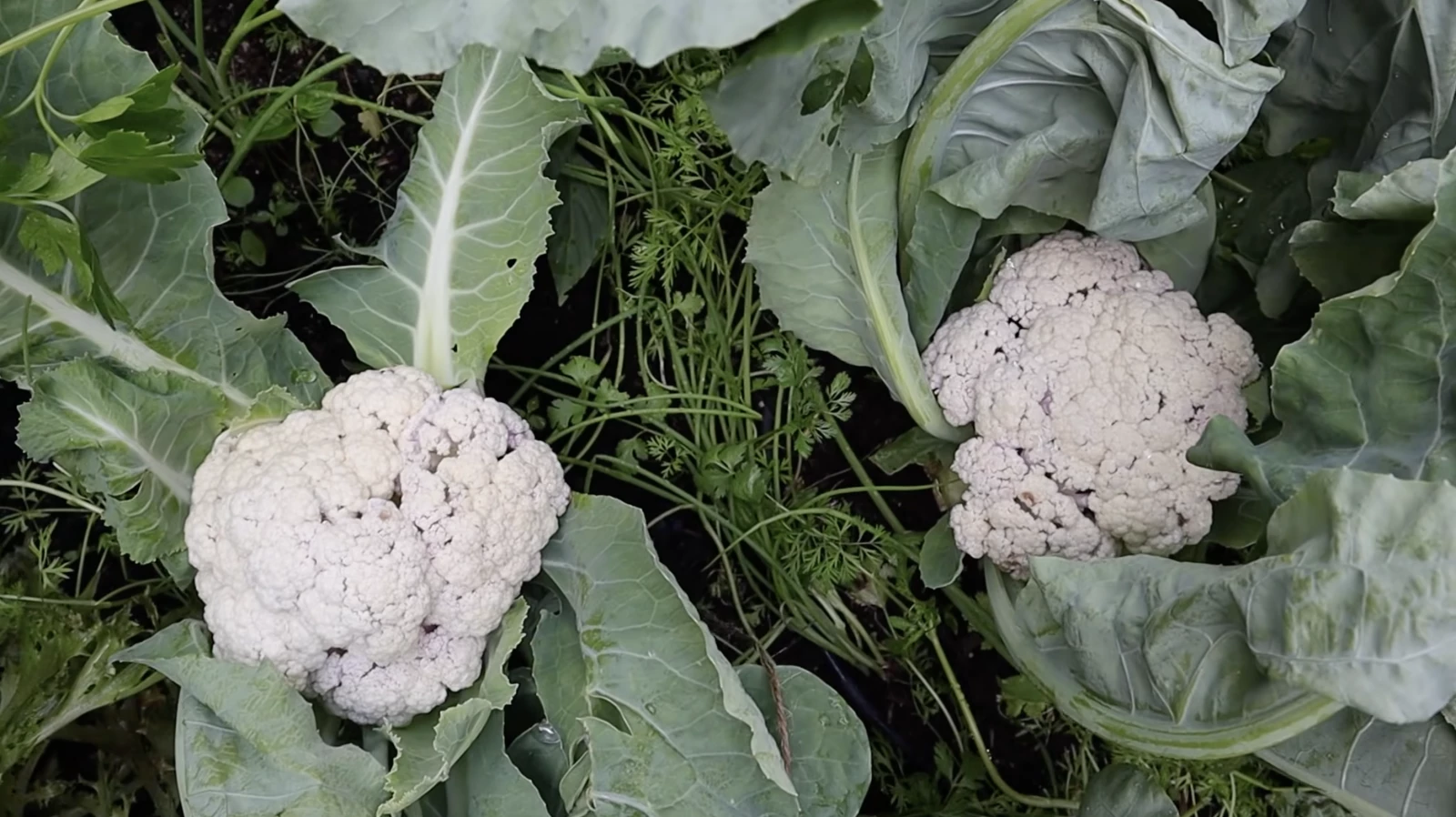 2 heads of cauliflower