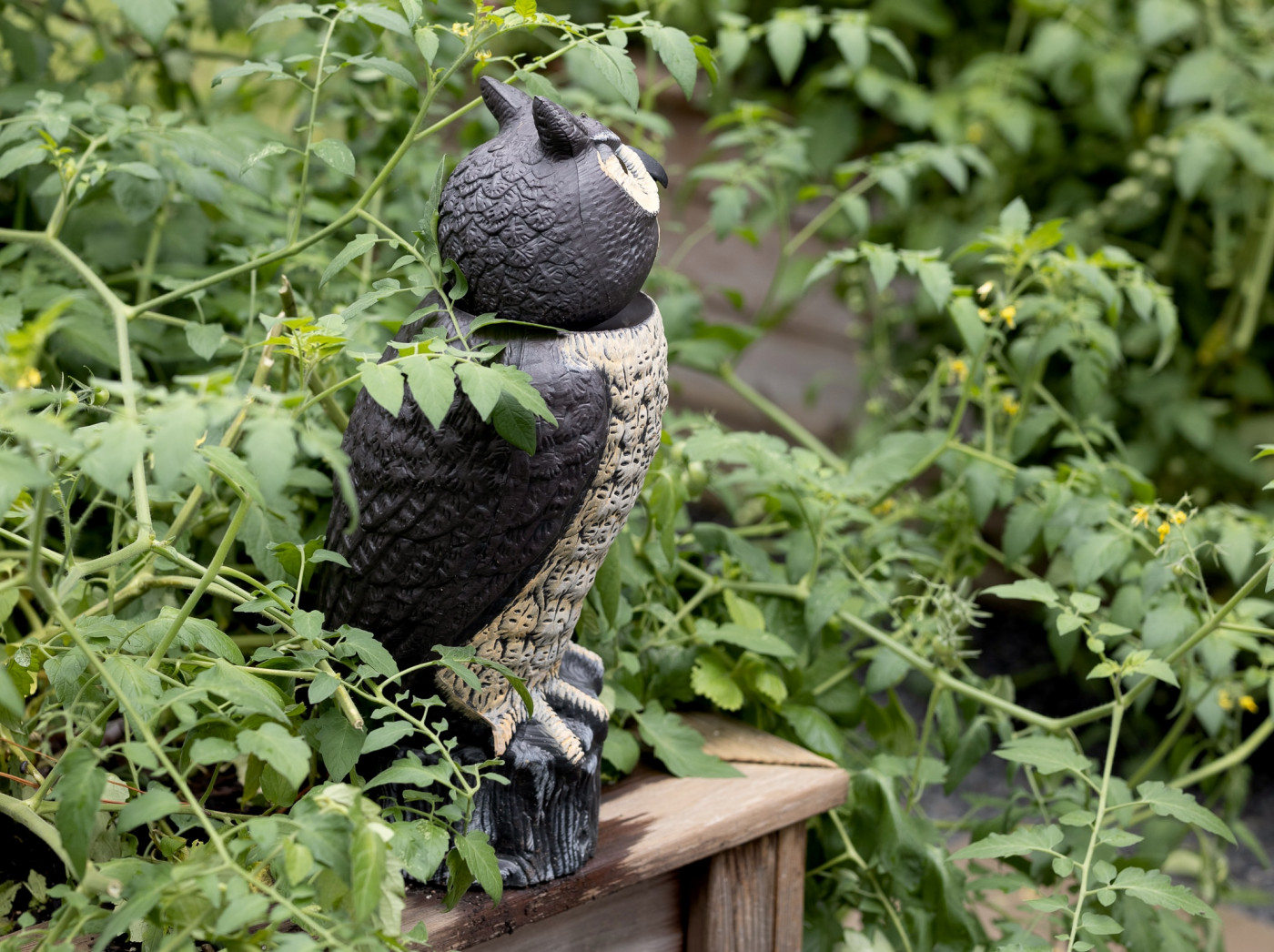fake owls can be used to protect tomato plants from animal pests like squirrels and birds