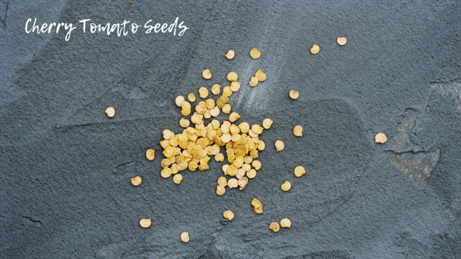 Can Seeds Expire or Go Bad? • Gardenary