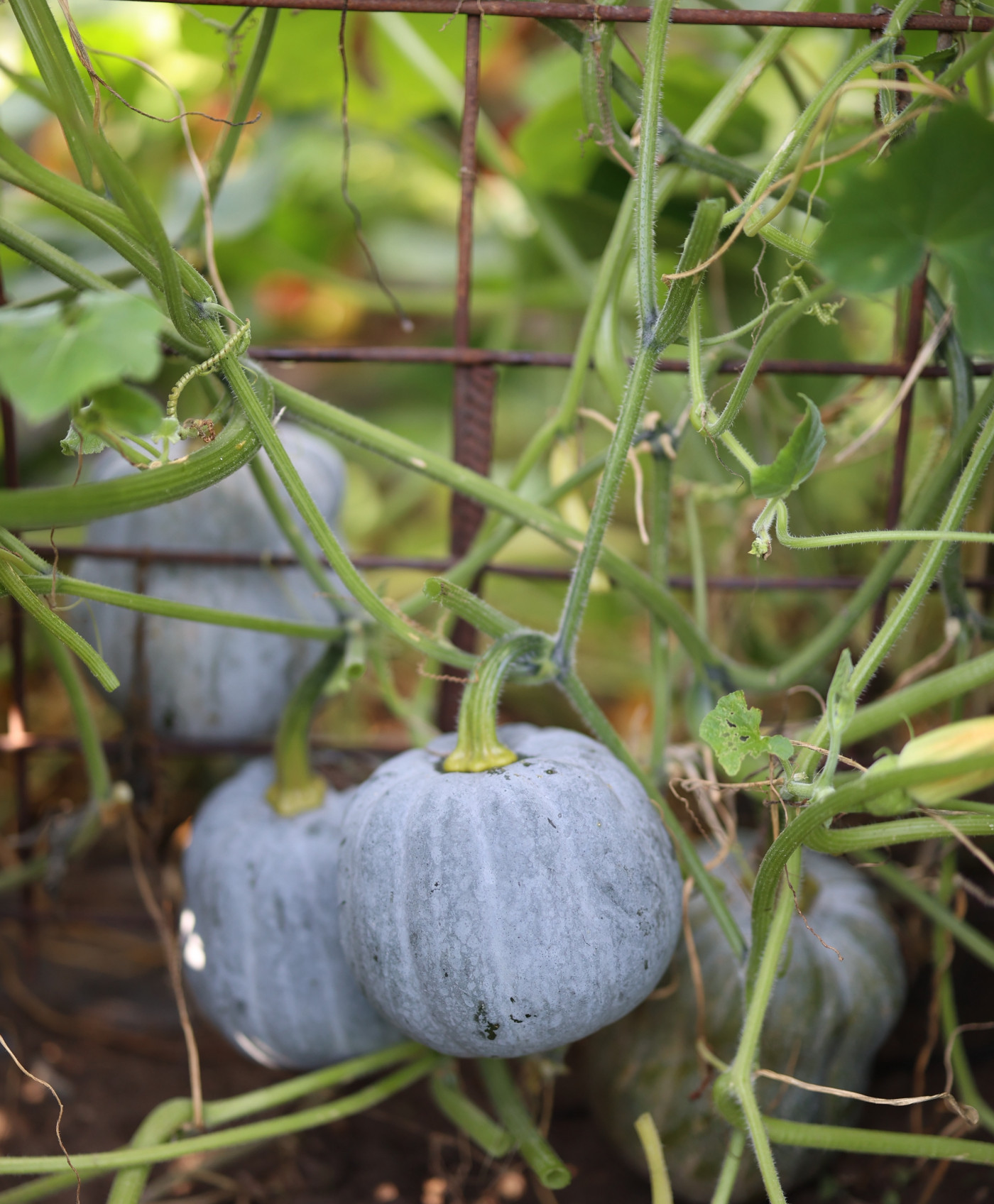 multiple small pumpkins growing vertically on a trellis