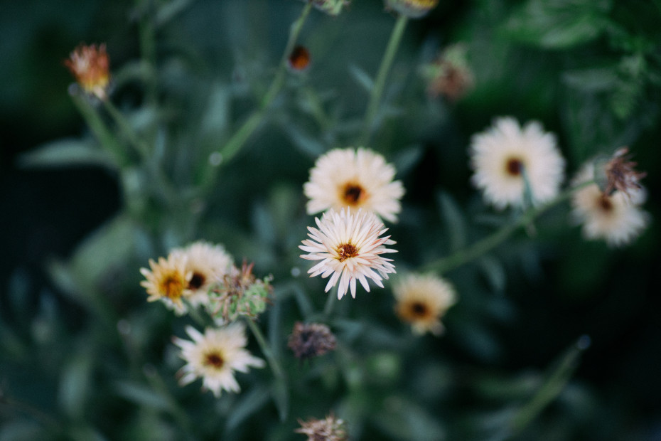 5 Questions To Ask Your Garden Consultant