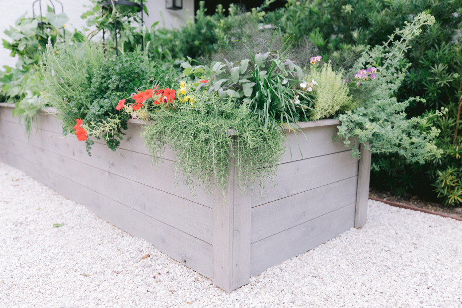 How to Propagate Rosemary • Gardenary