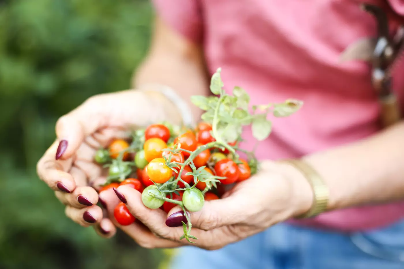 best companion plants for tomatoes