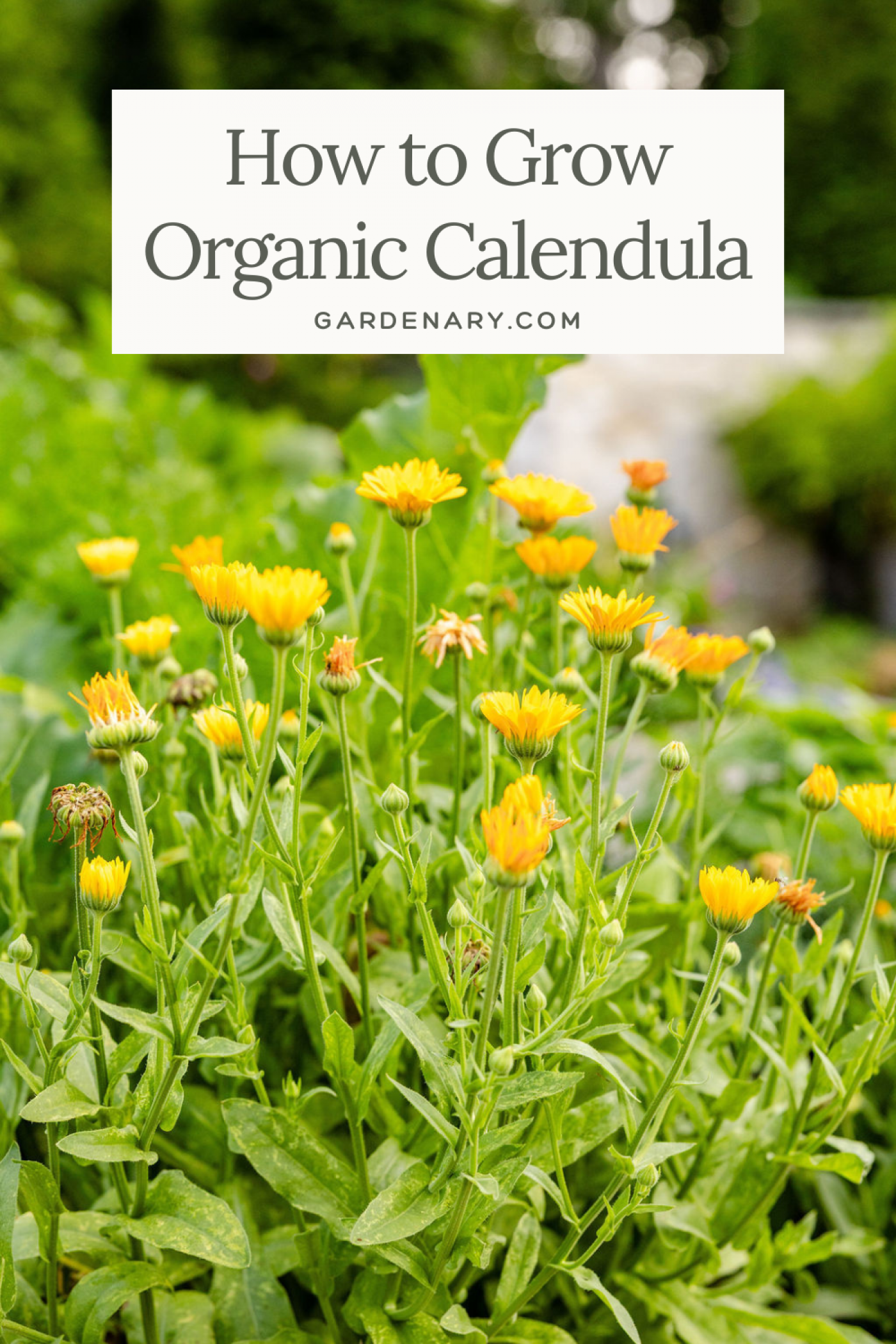 how to grow organic calendula pin