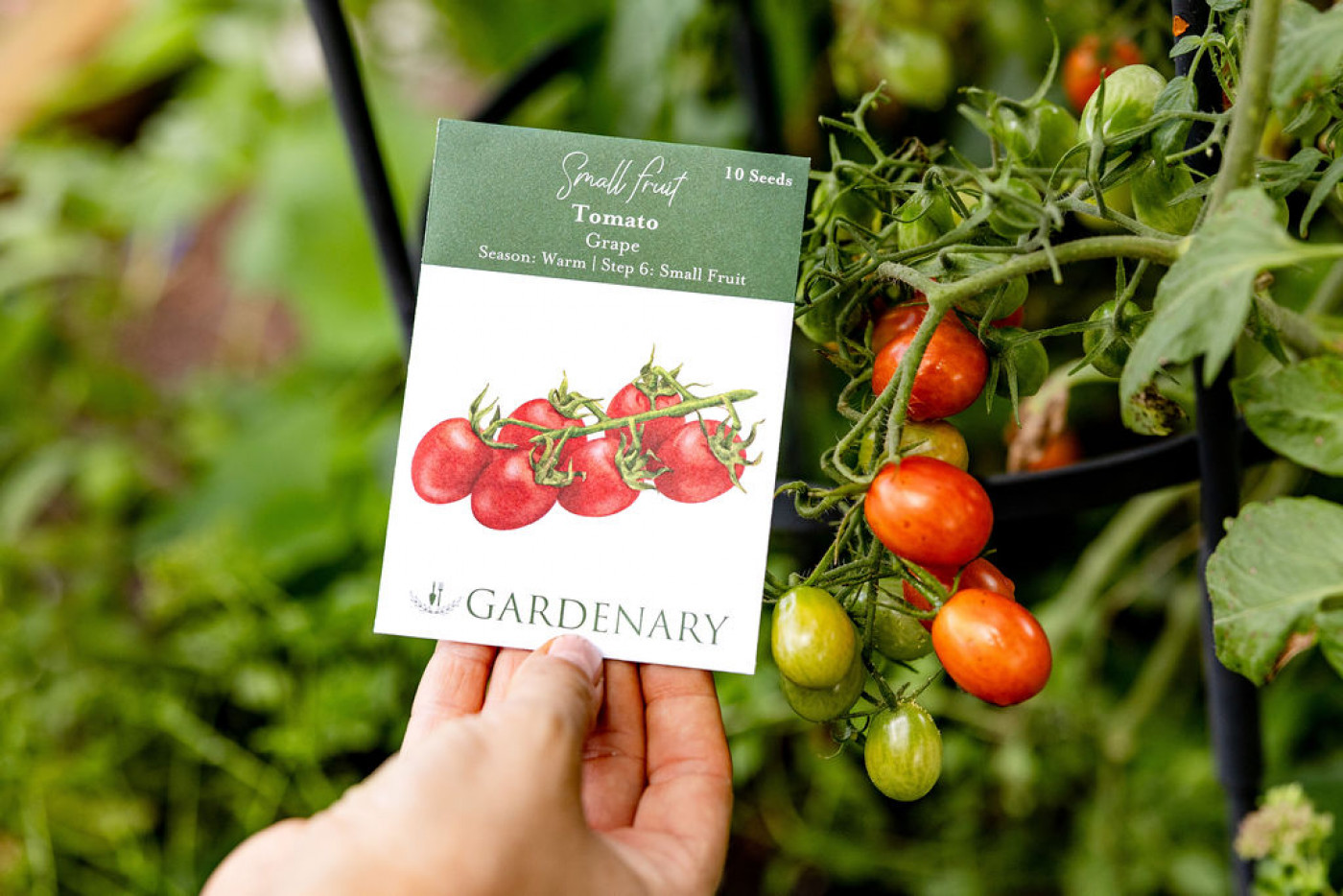 Juliet Tomatoes