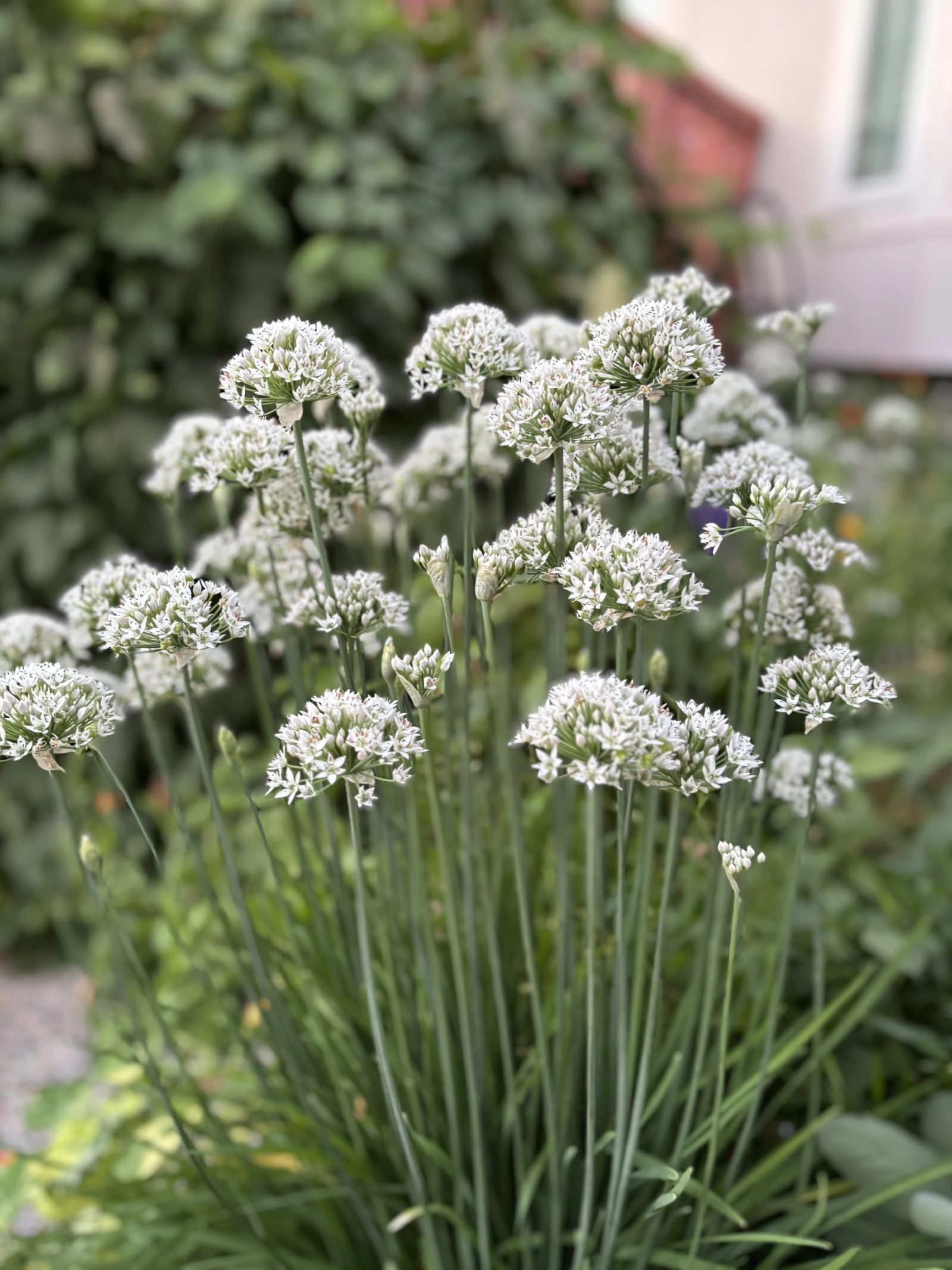 Garlic Chives