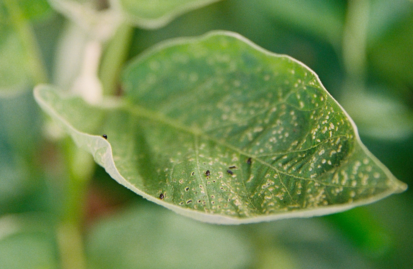 flea beetles on plants