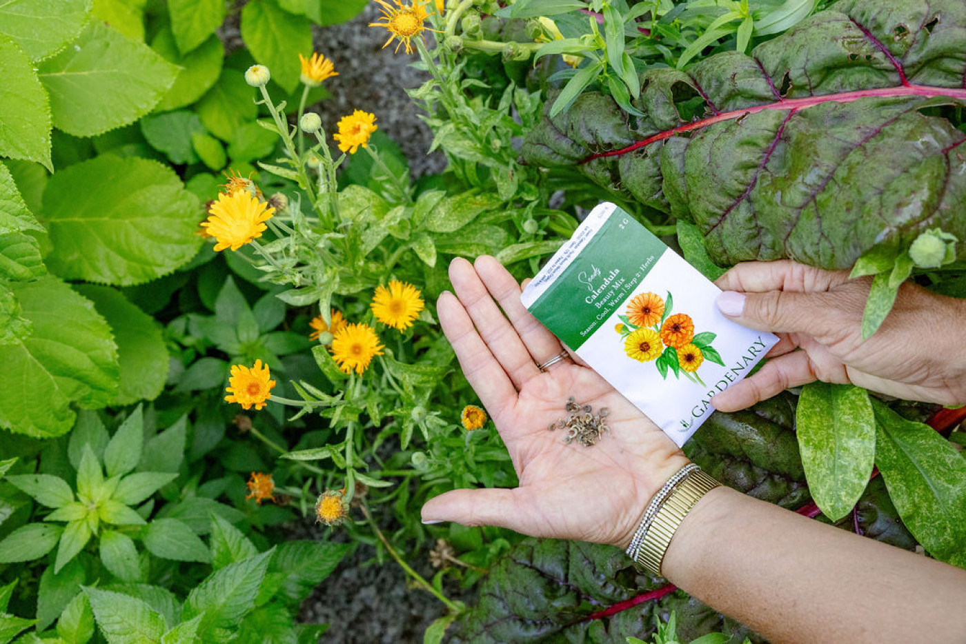 calendula is a great flower for fall garden