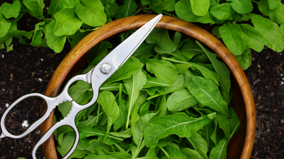 Bowl of freshly cut lettuce leaves