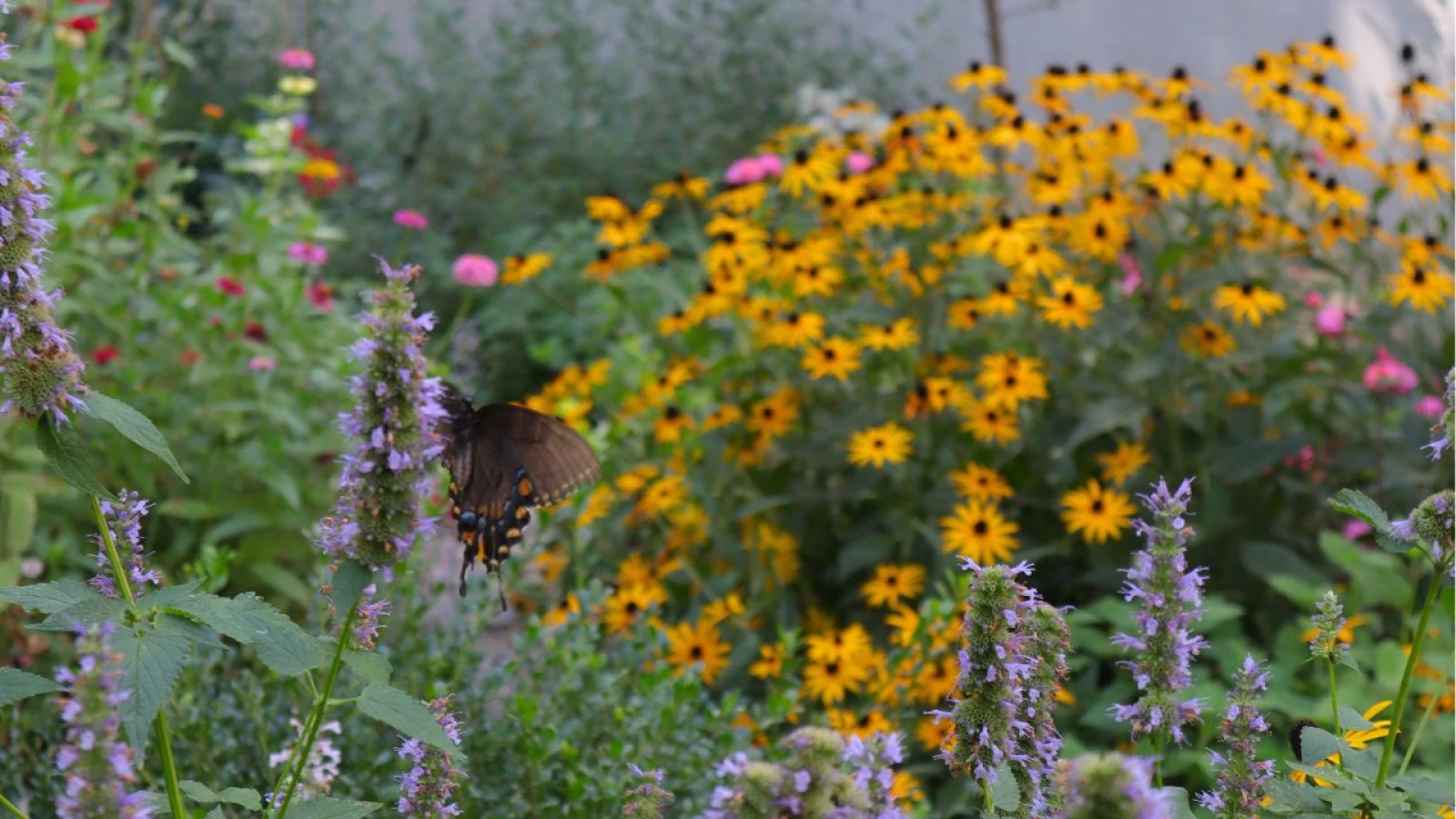 a native plant garden with a butterfly