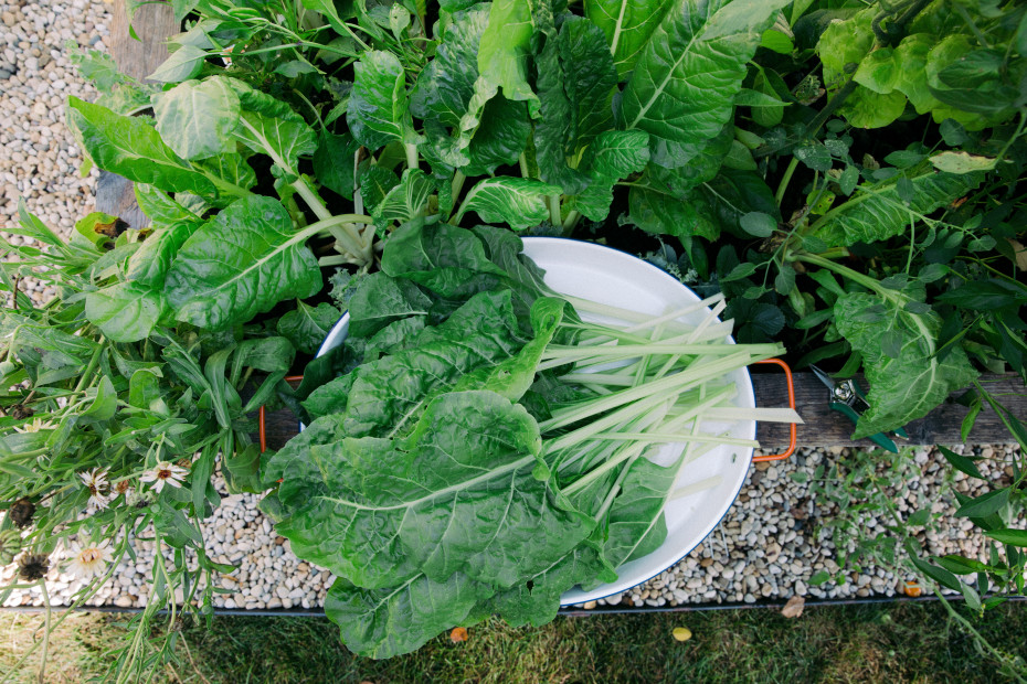 how to start organic gardening