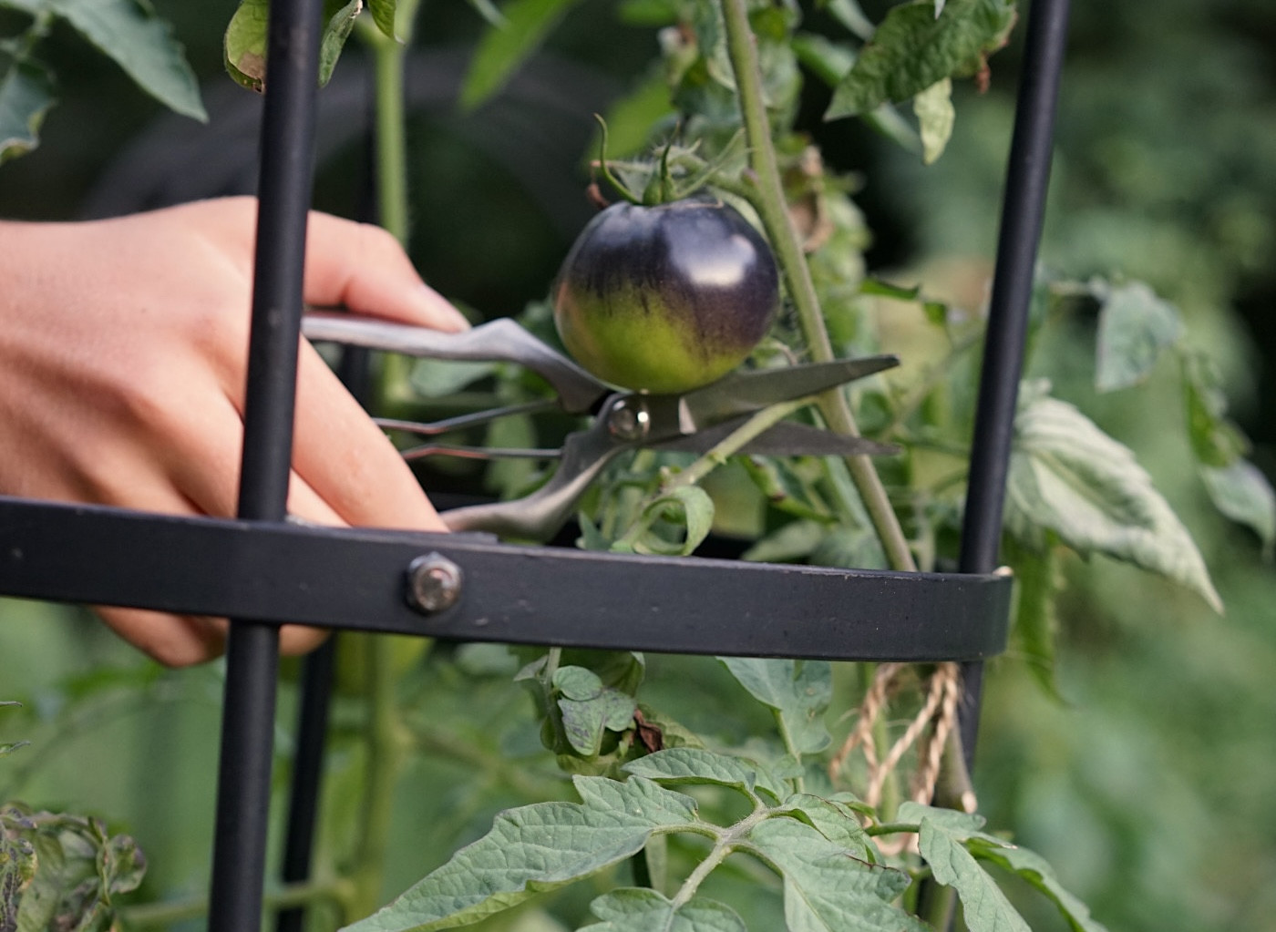 tips for pruning a tomato