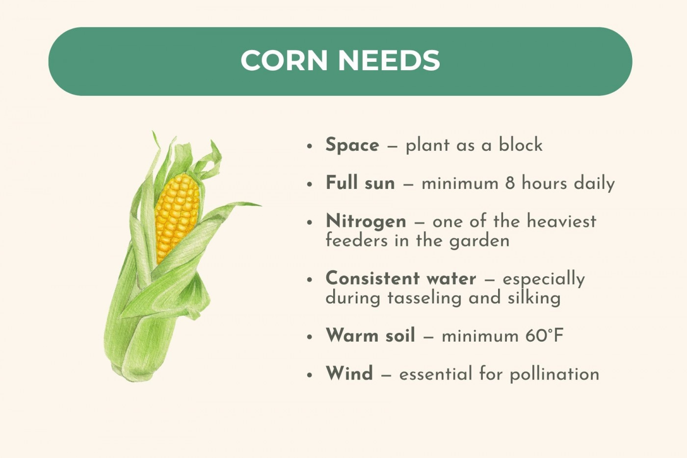 a graphic that says "Corn needs: Space — needs a block planting, not a row Full sun — minimum 8 hours daily Nitrogen — one of the heaviest feeders in the vegetable garden Consistent water — especially during tasseling and silking Warm soil — minimum 60°F to germinate and thrive Wind — essential for pollination"