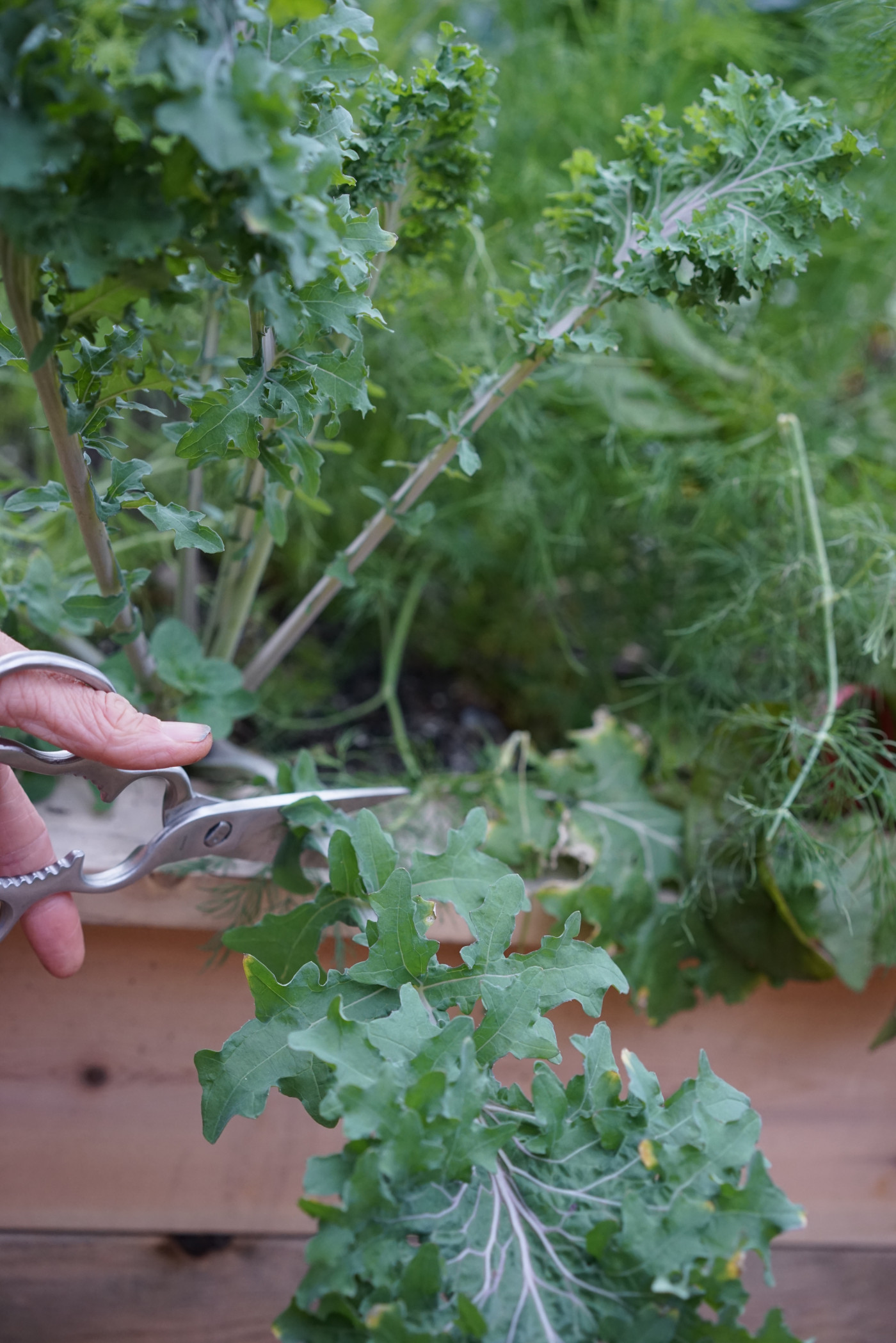 How to Harvest Kale and Encourage More Leaf Growth • Gardenary