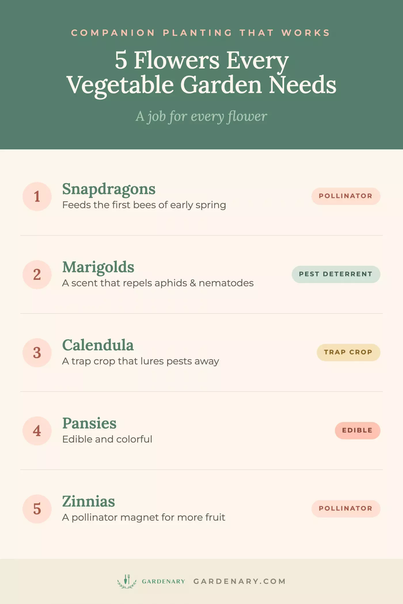 Gardenary companion planting infographic showing 5 flowers that help a vegetable garden — snapdragons as pollinators, marigolds as pest deterrents, calendula as a trap crop, pansies as edible flowers, and zinnias as pollinator magnets