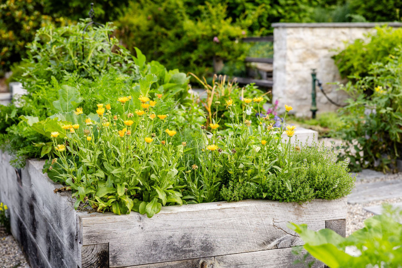Calendula flowers growing in raised bed