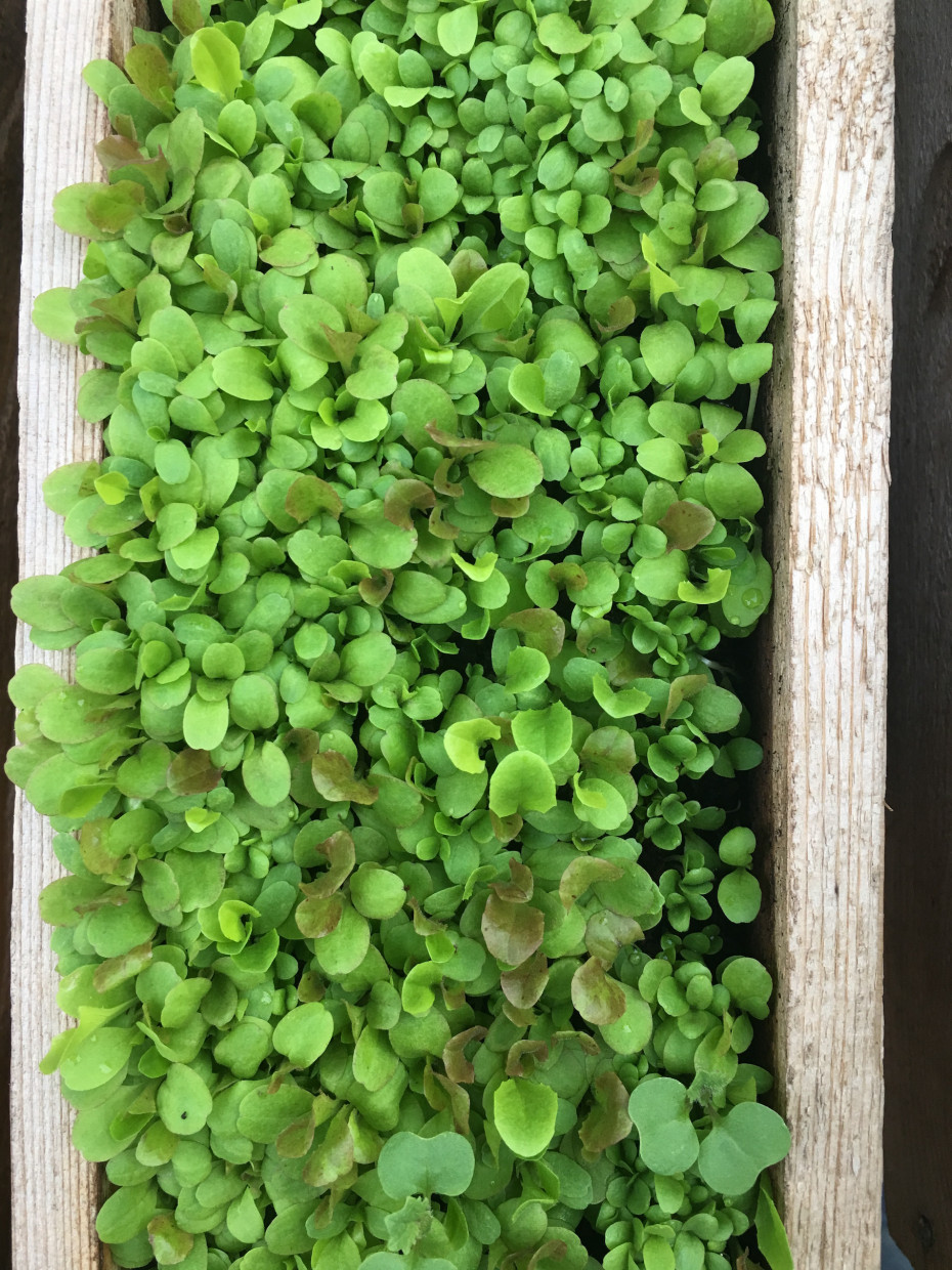 The Pros and Cons of Growing Microgreens at Home • Gardenary