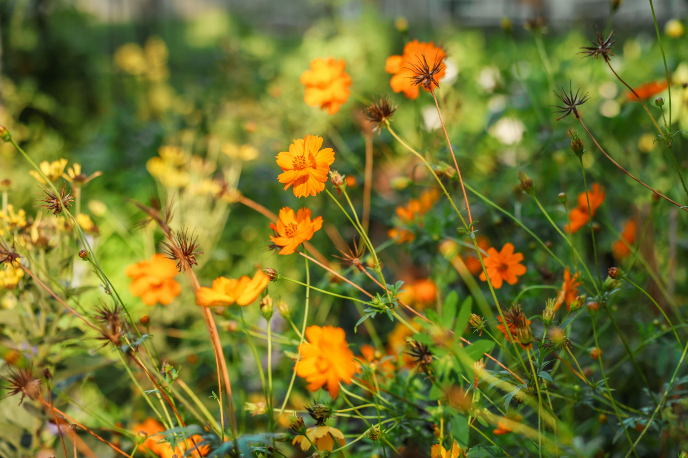close up image of orange cosmos blossoms in garden