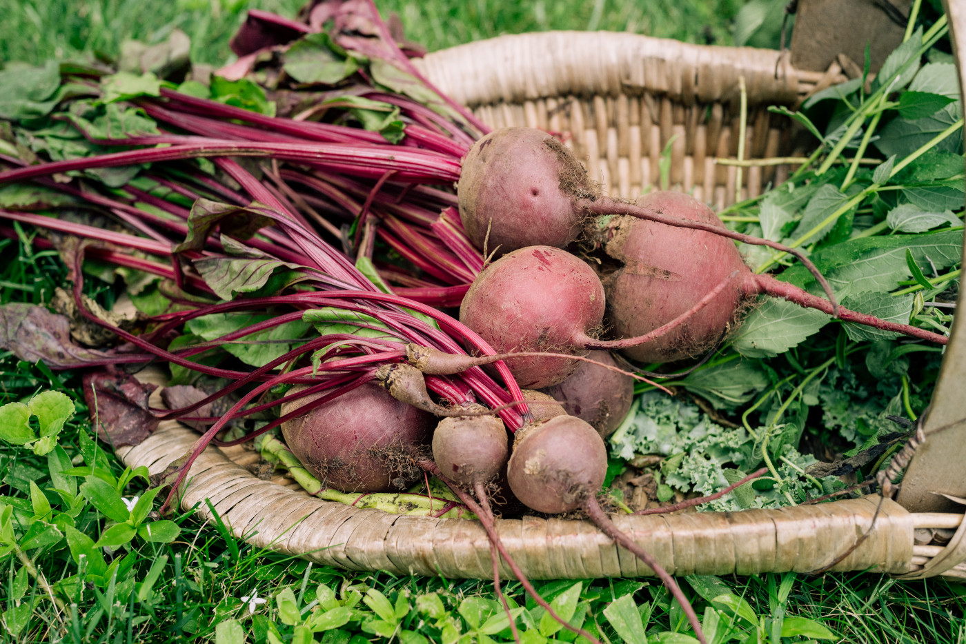 Freshly harvested organic beets with vibrant red stems and greens resting in a woven basket on the grass.