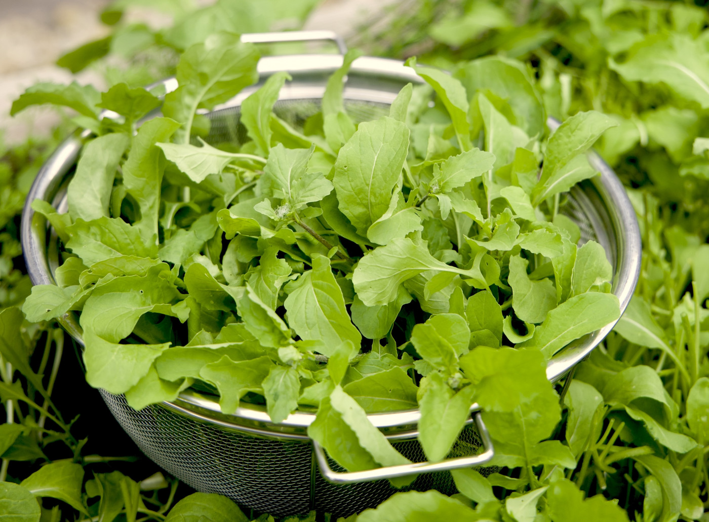 arugula