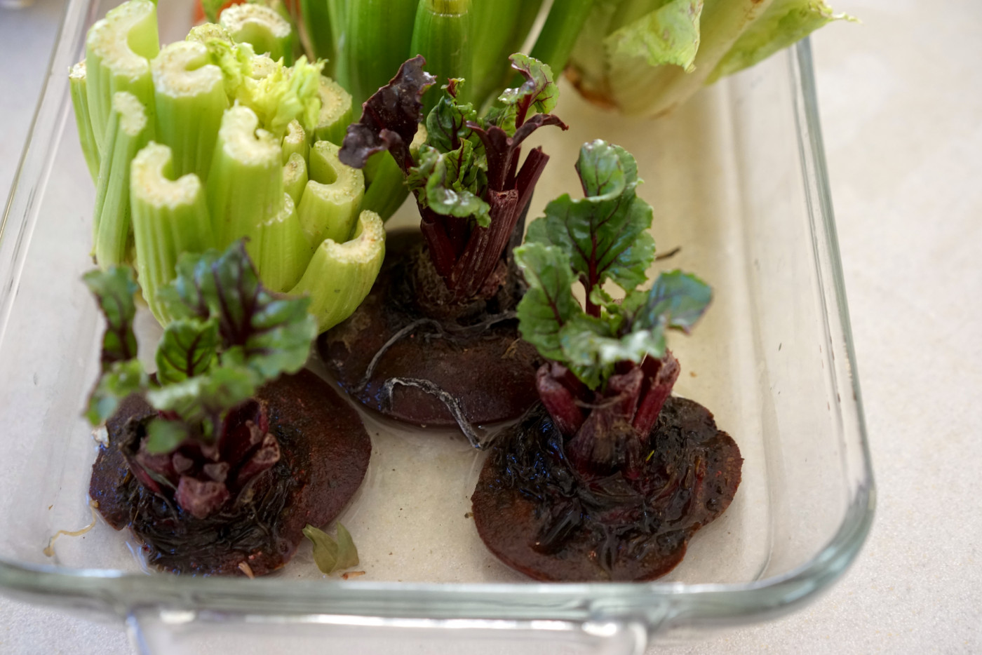 beet scraps regrowing