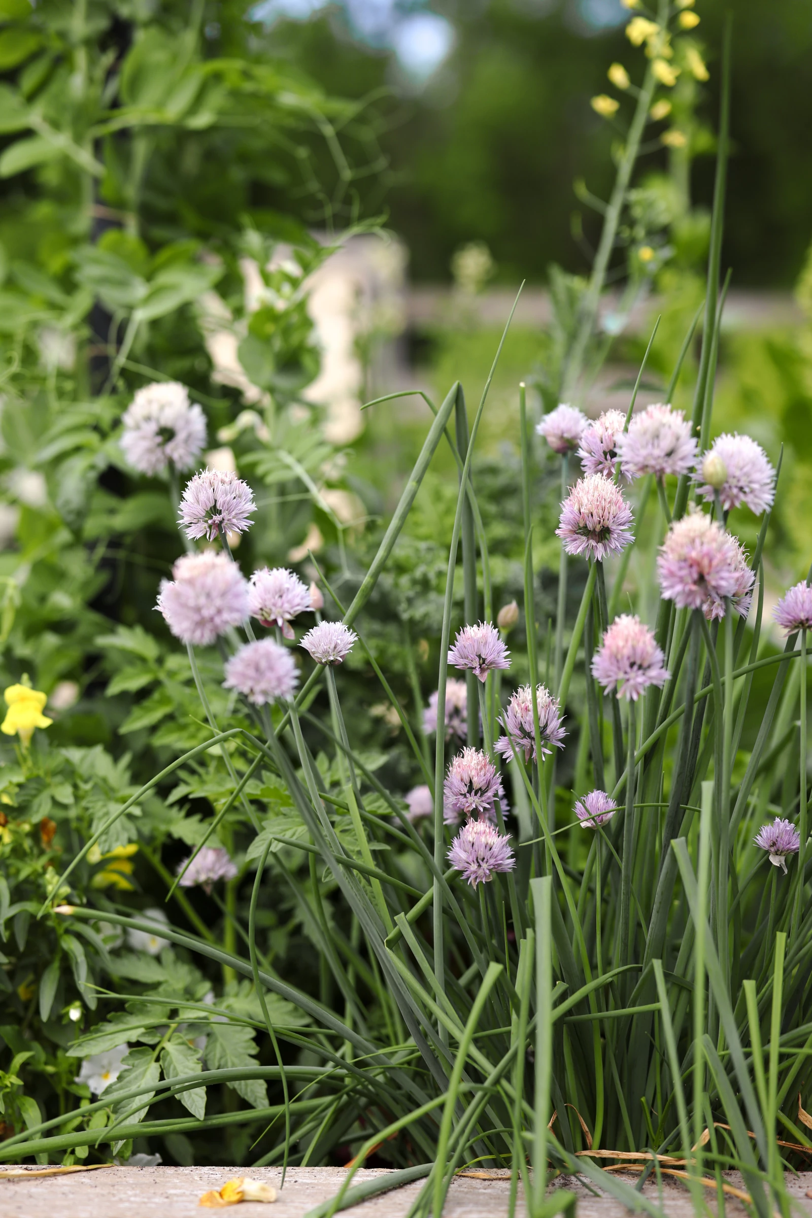 chives