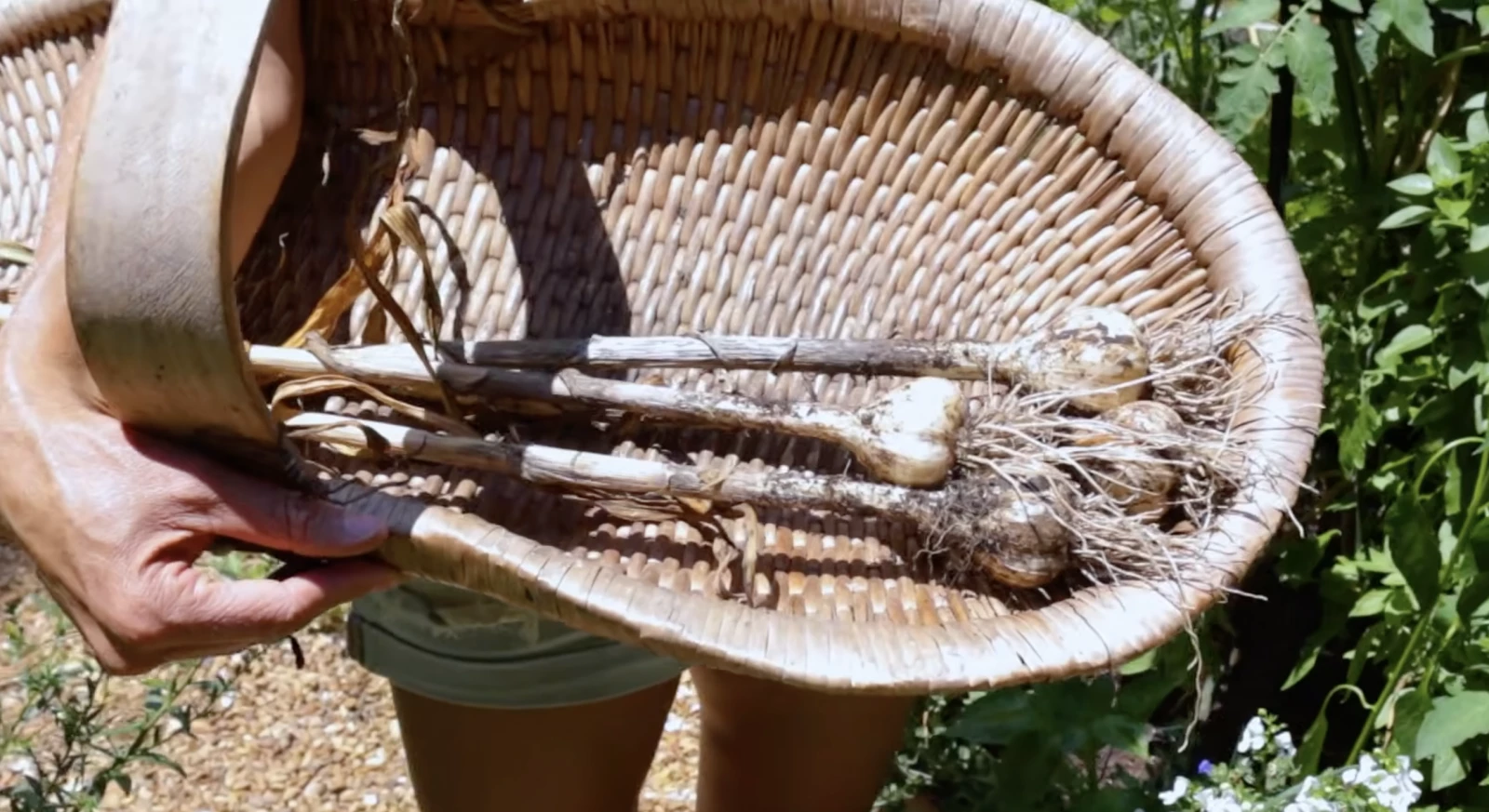 Garlic in a harvest basket